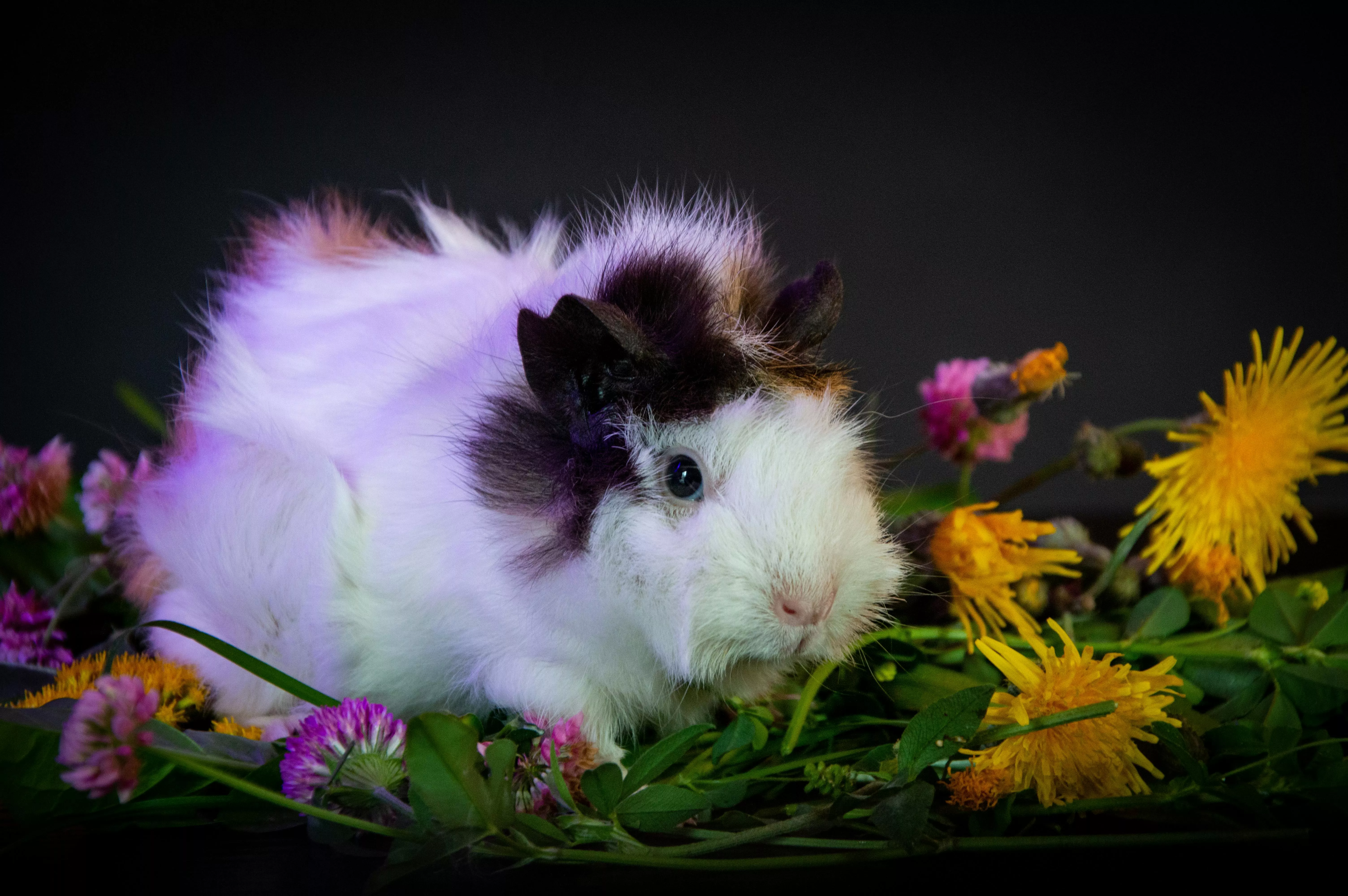 Guinea Pig Surrounded