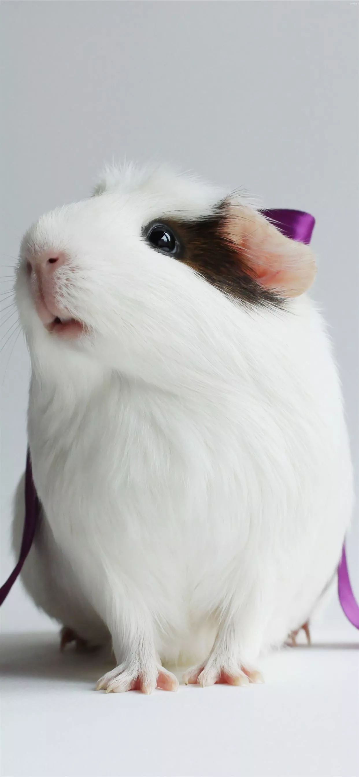 guinea pigs iPhone Wallpaper Free Download