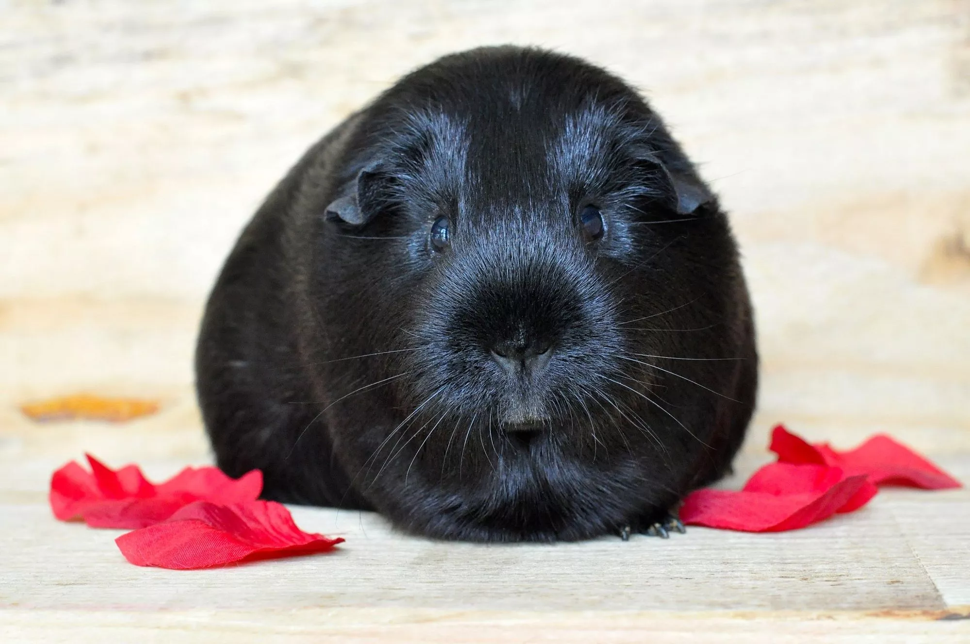 HD Desktop Background With black guinea pig