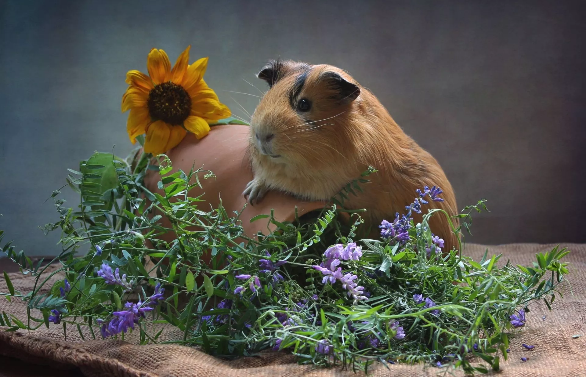 Wallpaper sunflower, Guinea pig, animal