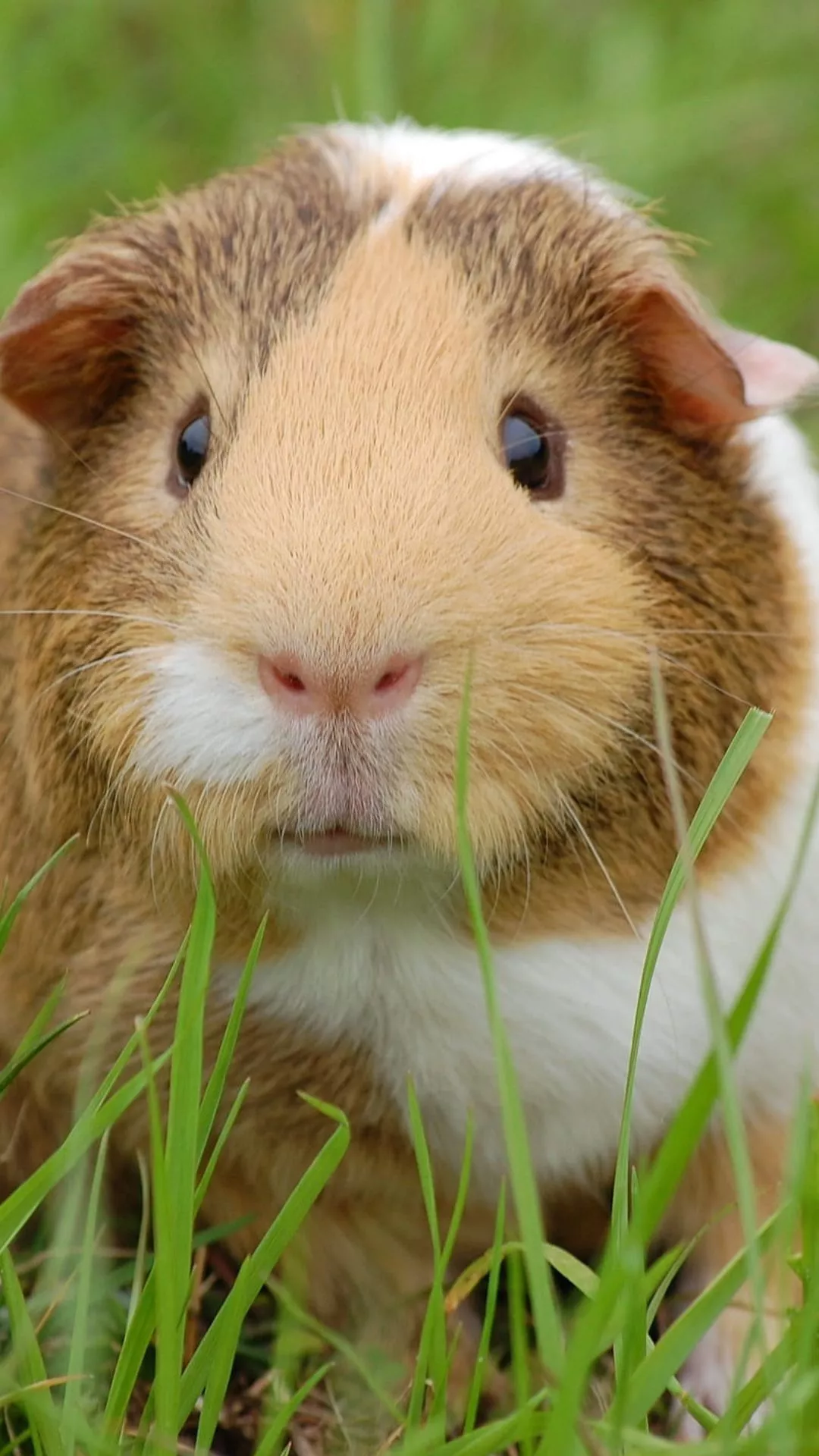 Guinea Pig Wallpaper