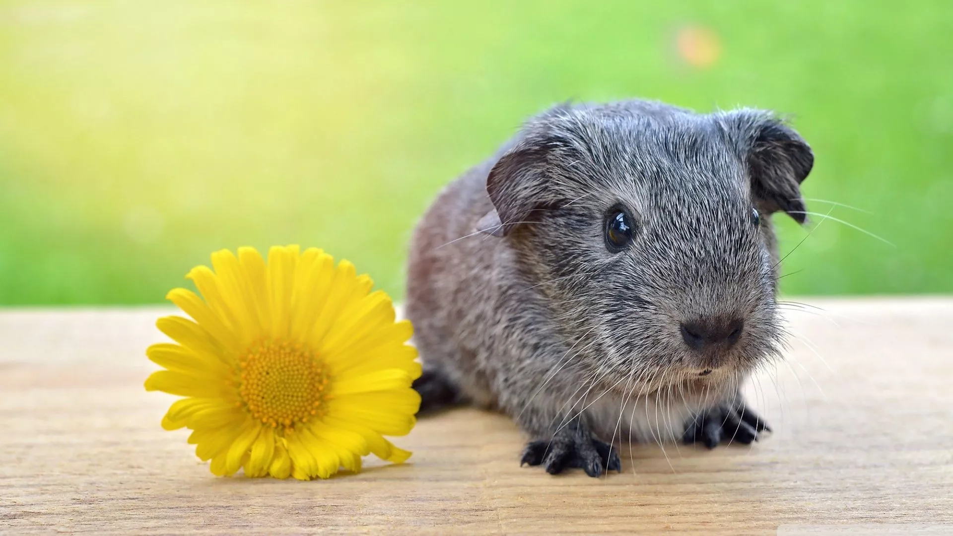 Super Cute Baby Guinea Pig Ultra HD