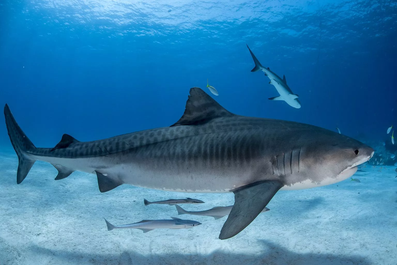 Tiger shark news