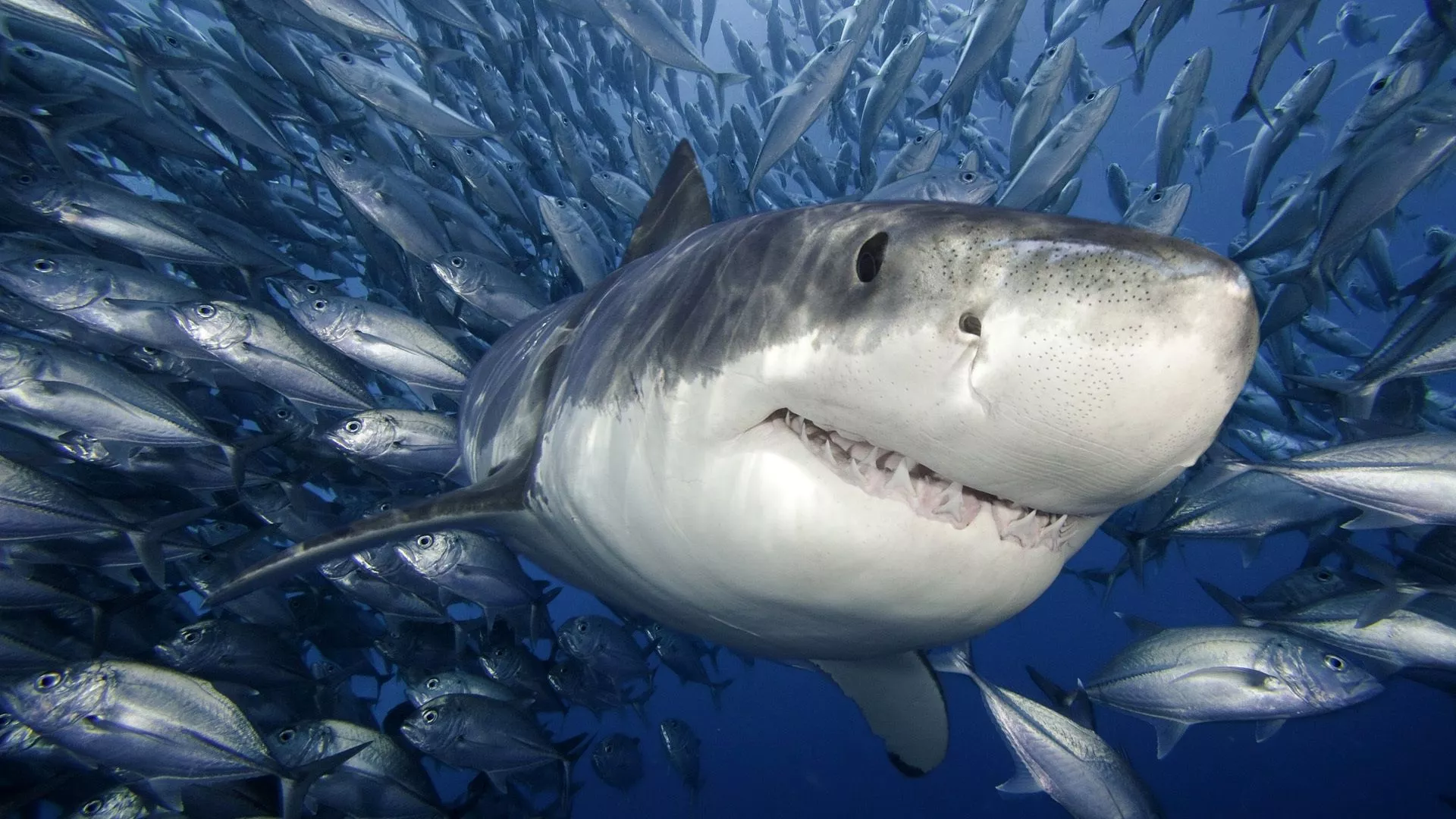 Shark Facts You Just Won't Believe