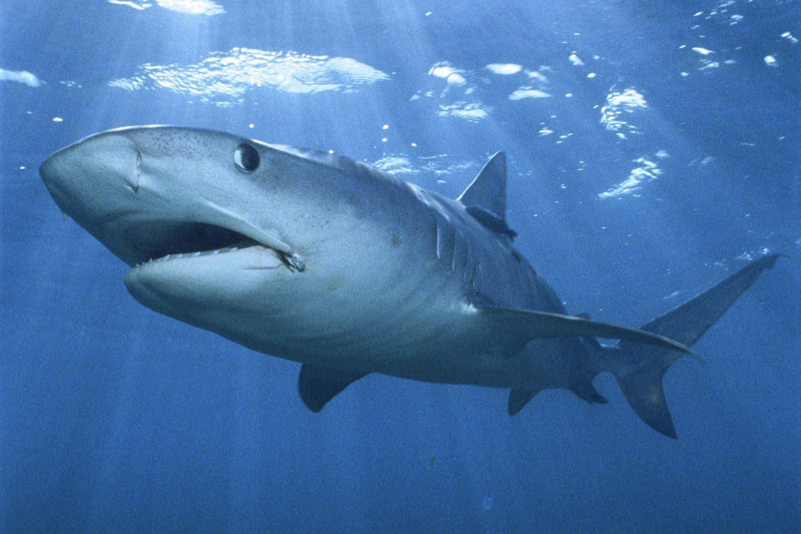 Tiger Shark Wallpaper