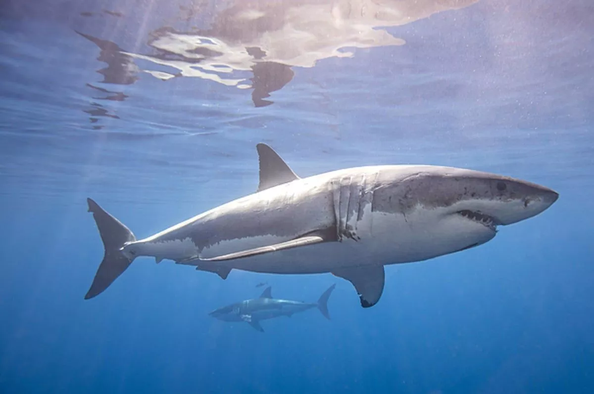 Shark Facts That Prove They're