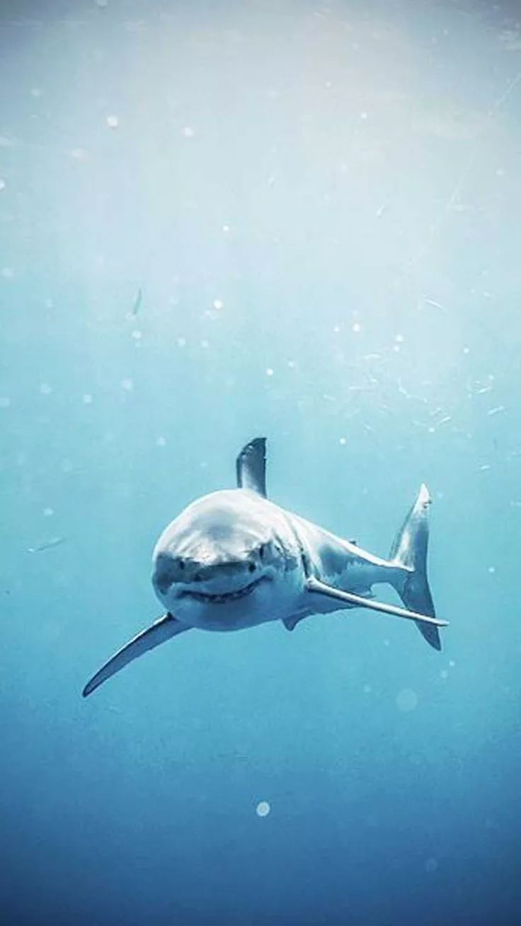 Shark Wallpaper