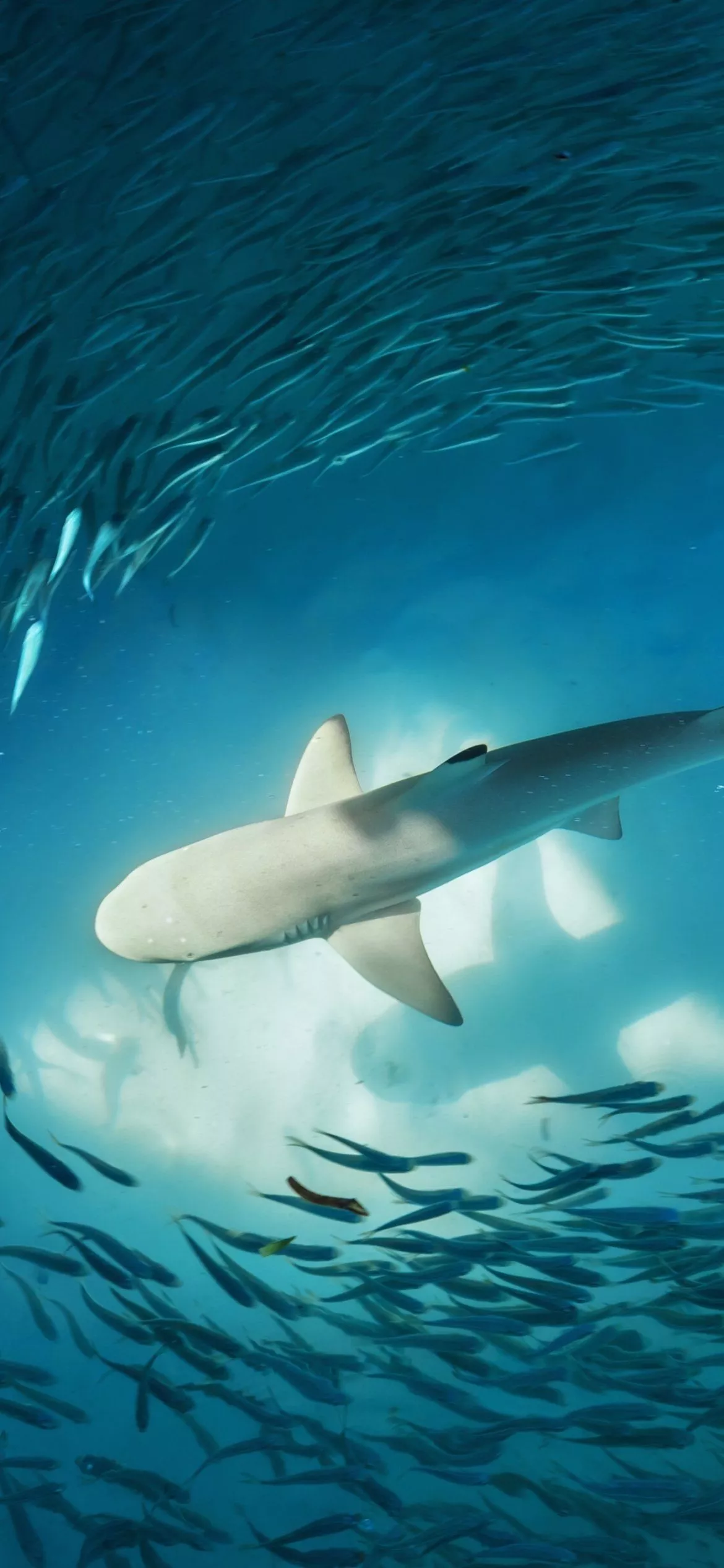 Download Animal Shark Phone Wallpaper