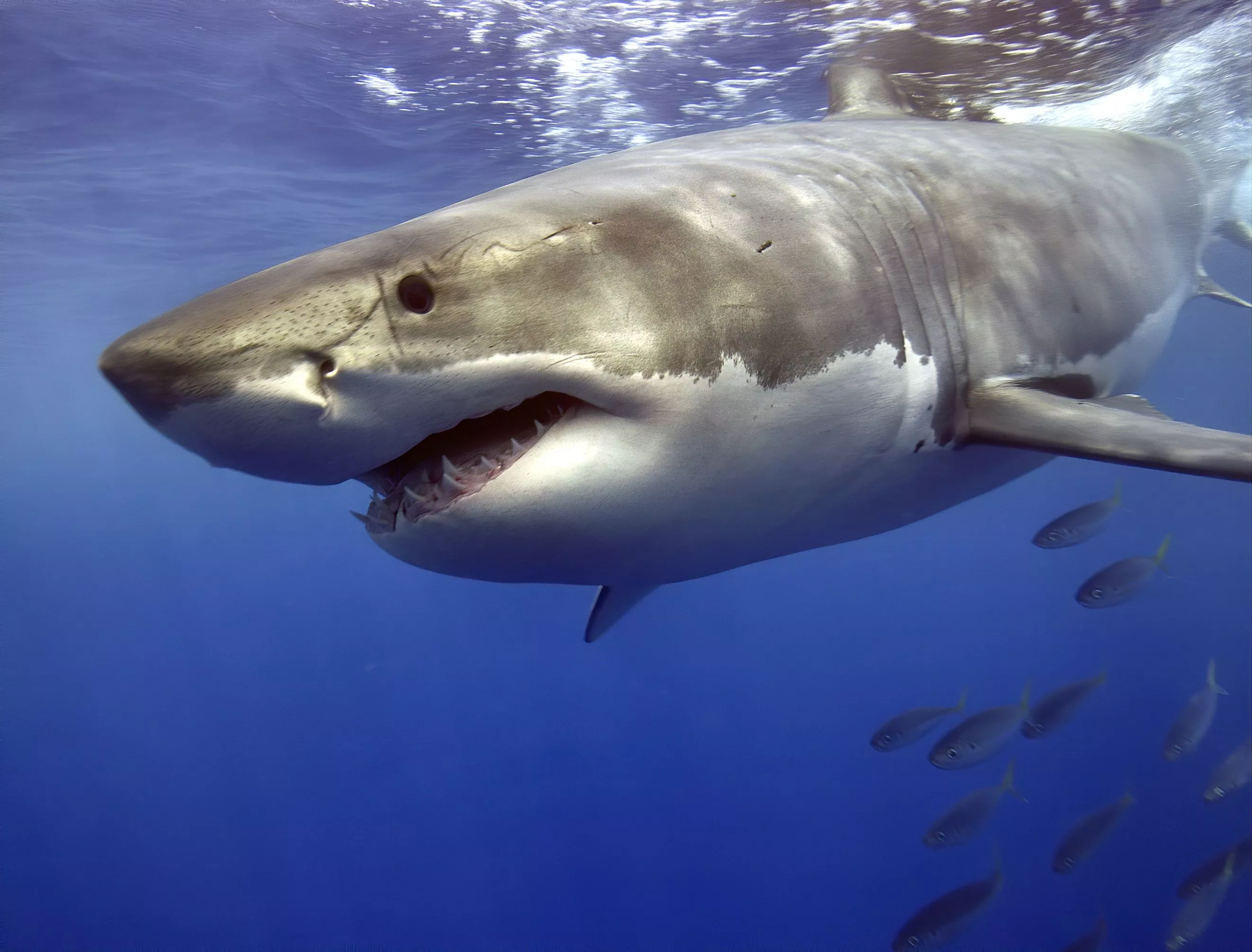 Shark Facts That Prove They're