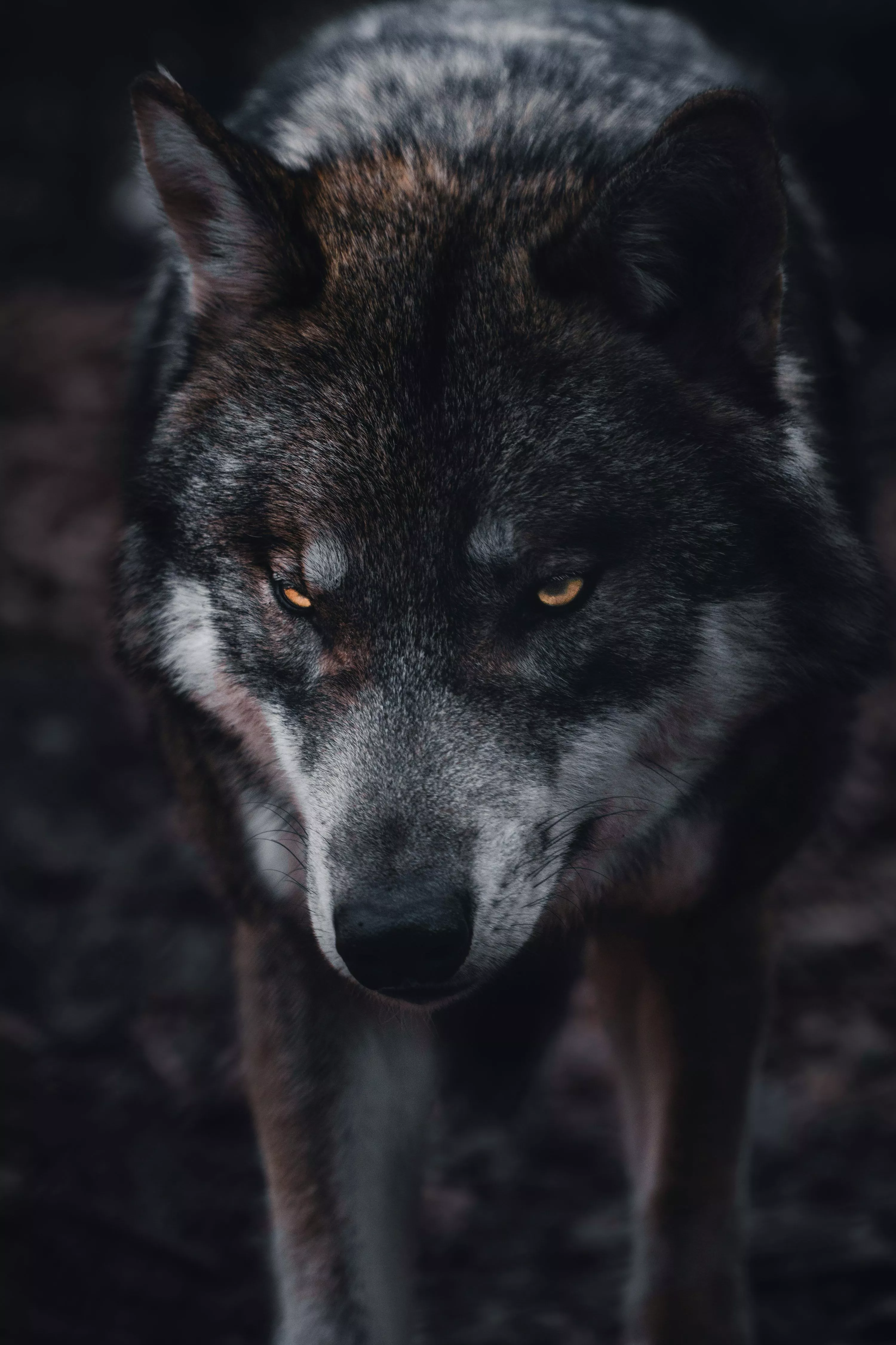 Wolf Picture [HD]. Download