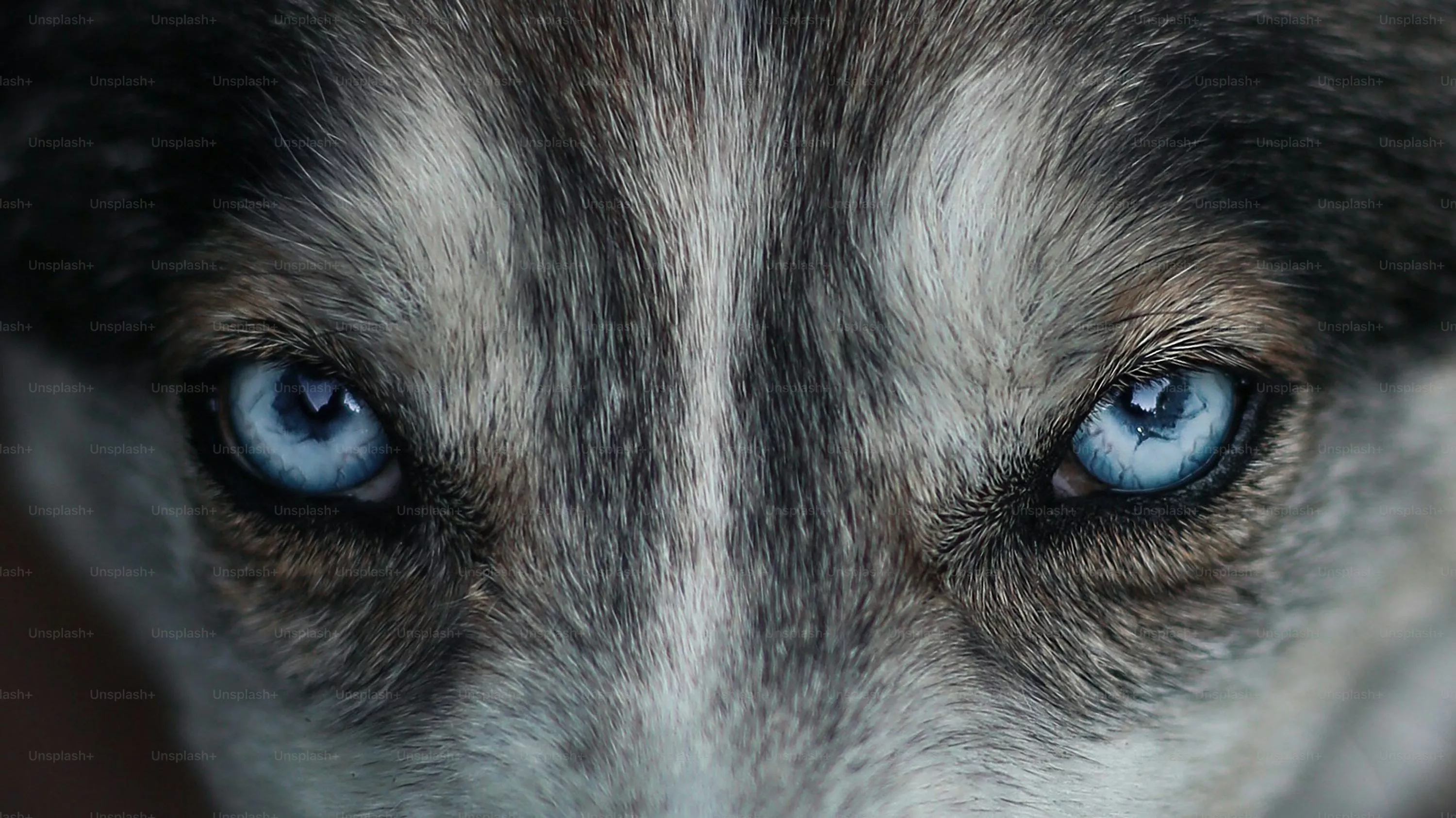 Wolf Wallpaper: Free HD Download
