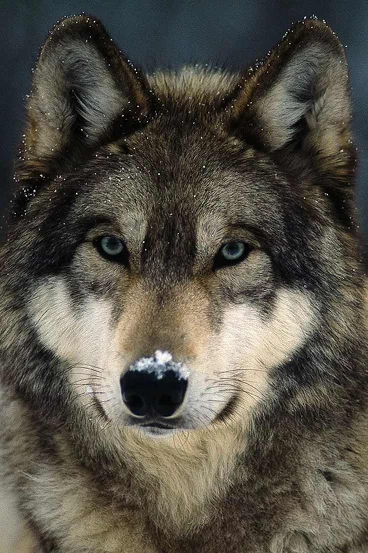 A True Story of Wolf Attacks and a