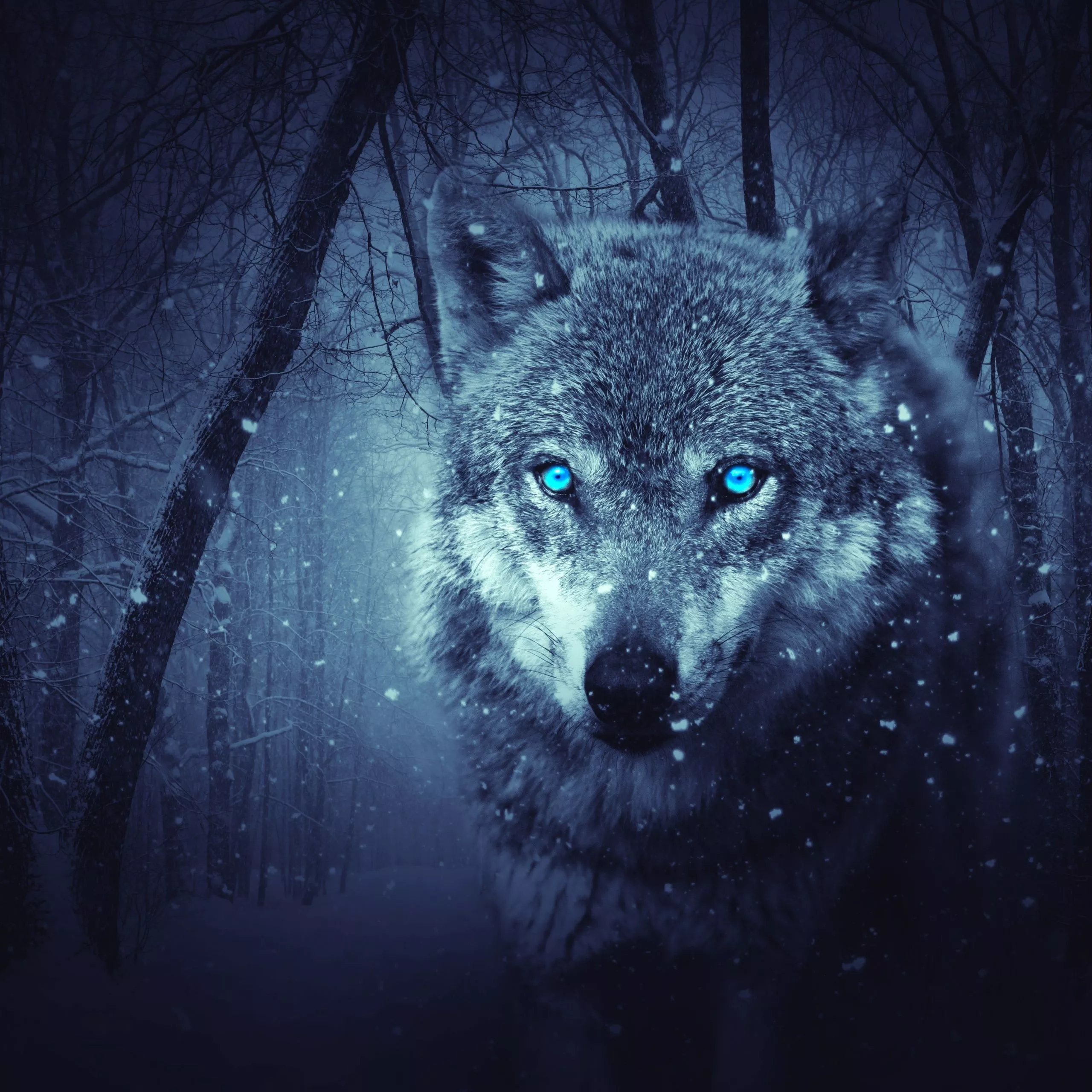 Wolf Wallpaper 4K, Blue eyes, Snowfall