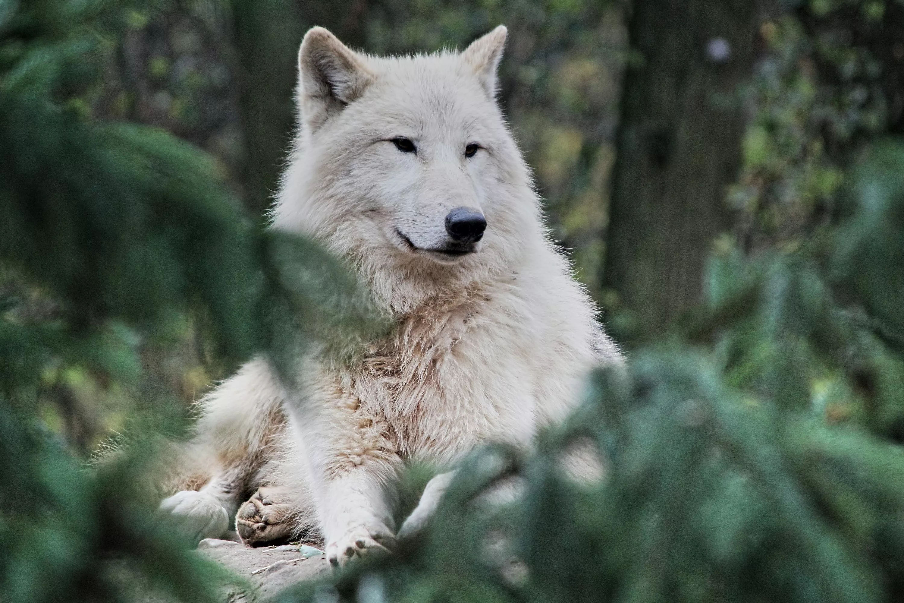 Arctic Wolf Picture. Download Free