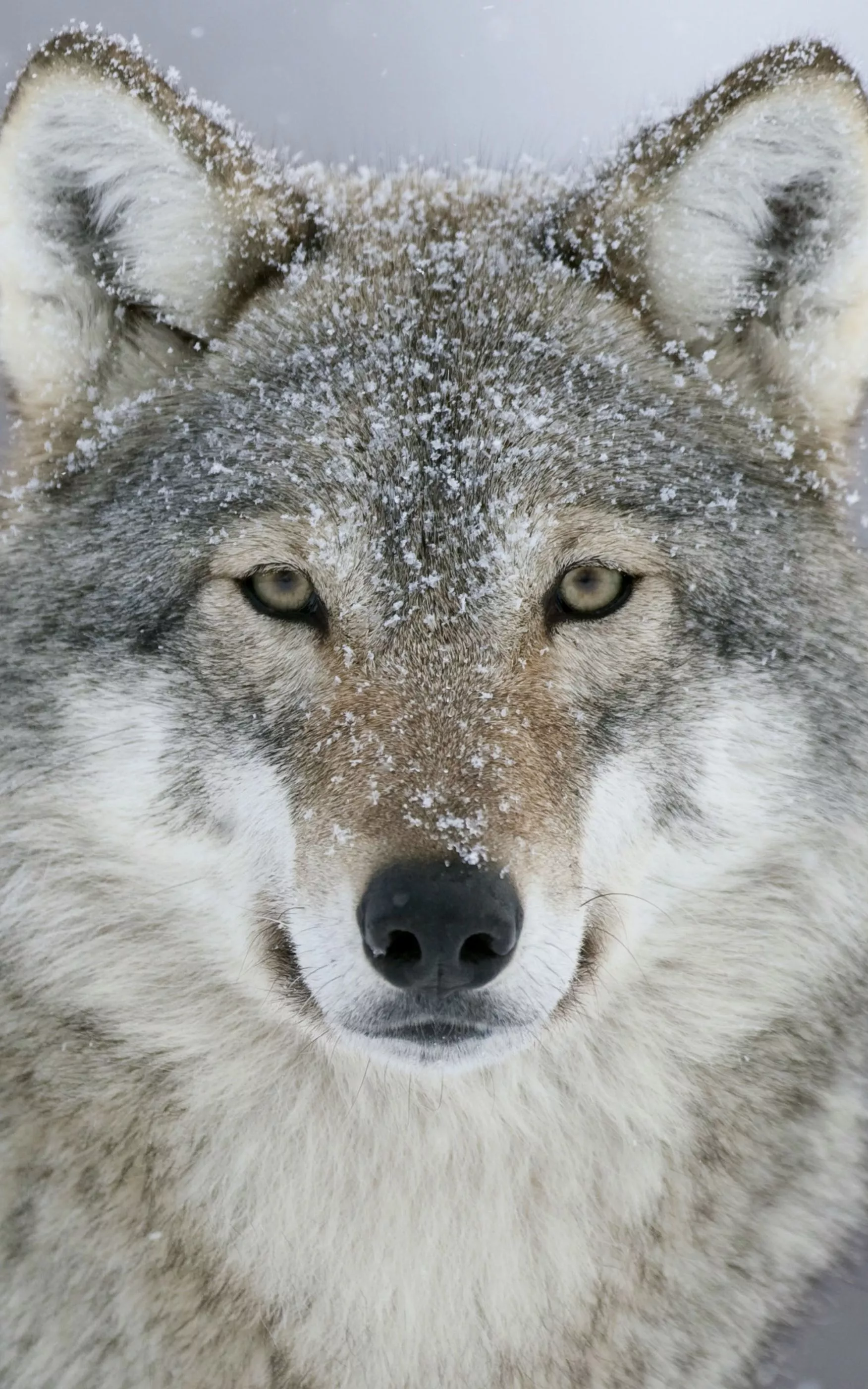 Download Gray Wolf wallpaper