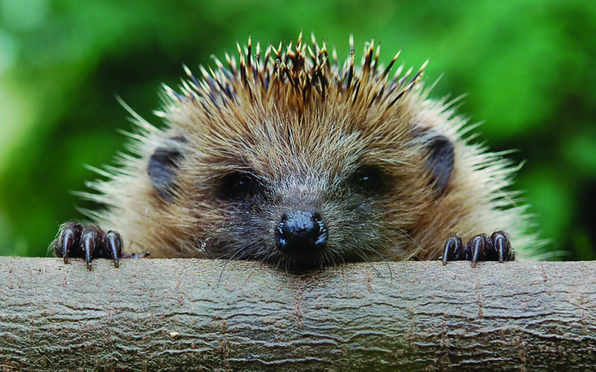 Download Animal Hedgehog HD Wallpaper