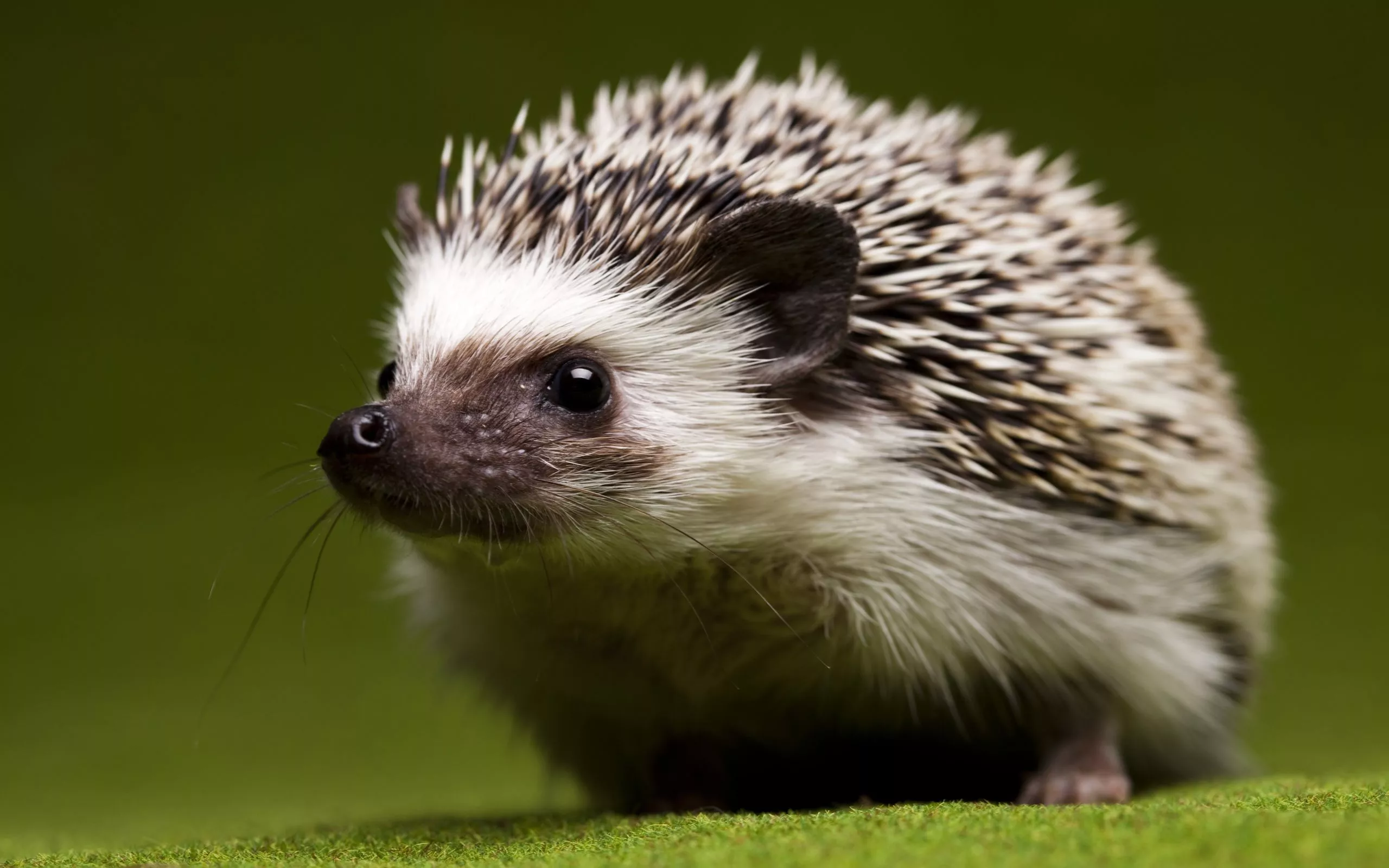 Charming Hedgehog HD Wallpaper