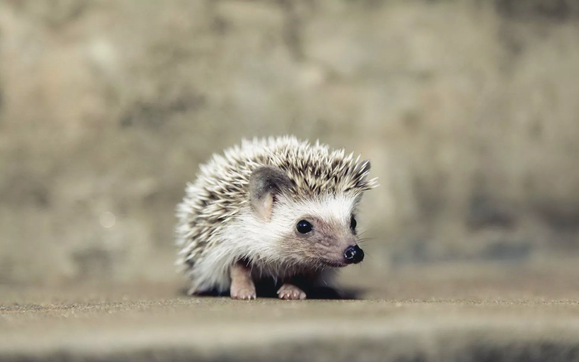 Download Animal Hedgehog HD Wallpaper