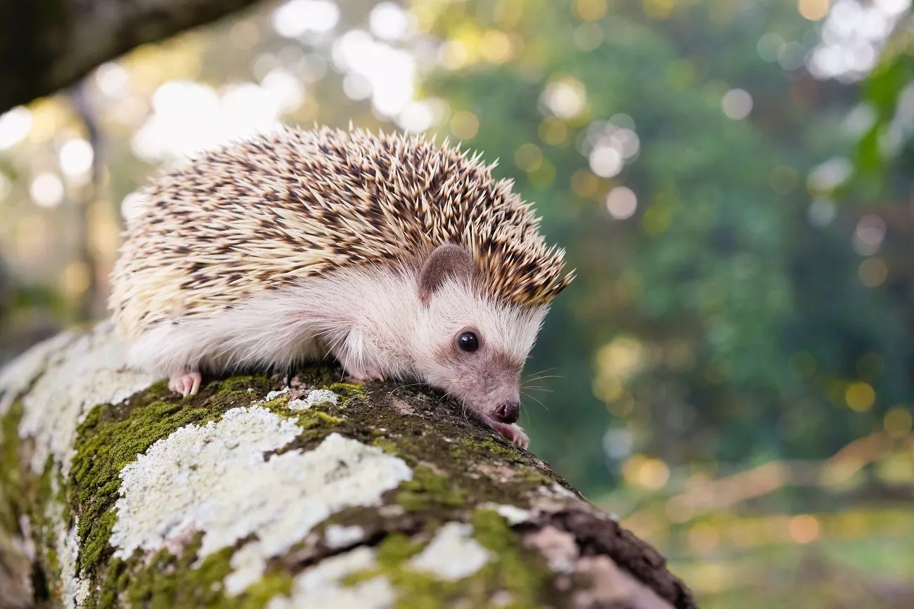 Animal>Adopt a European Hedgehog