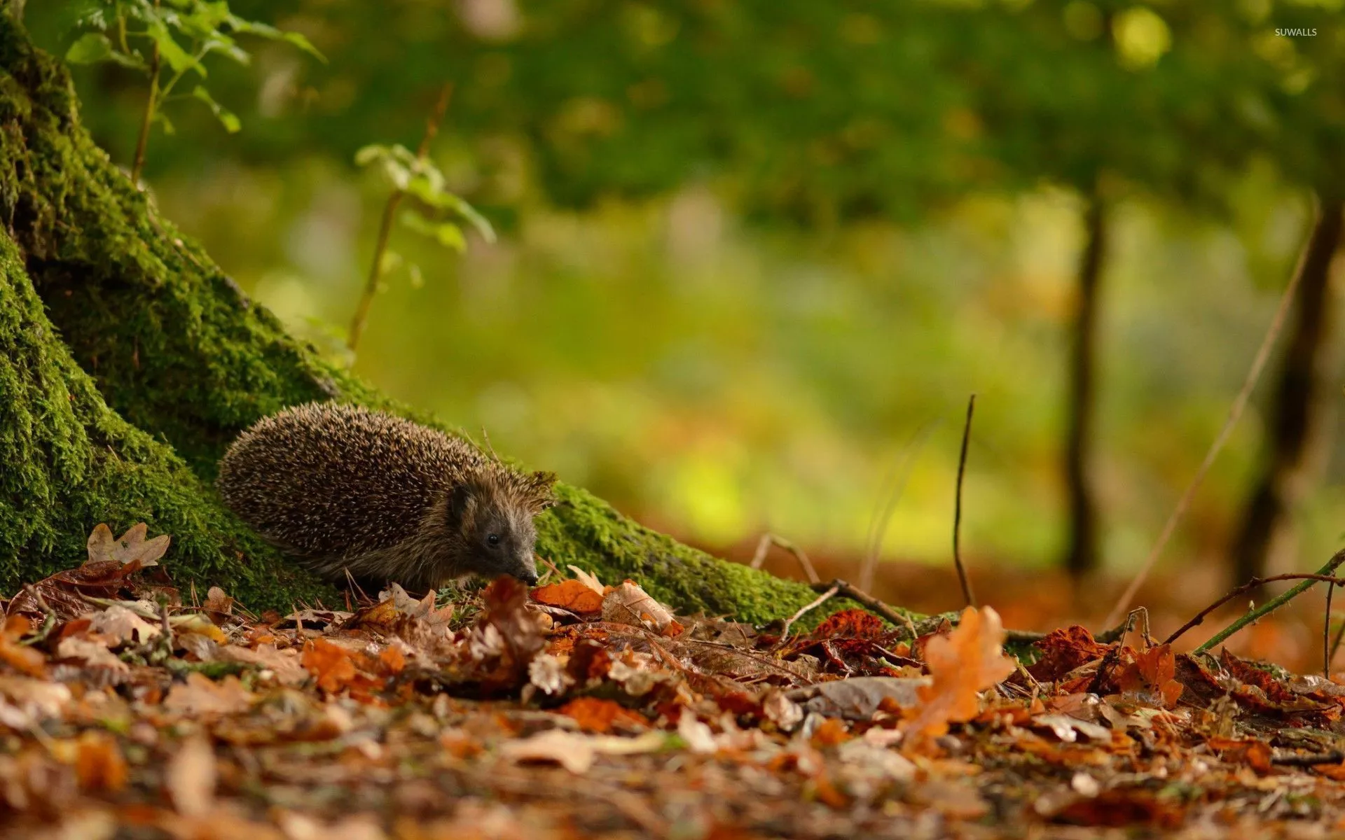 Hedgehog in the leaves wallpaper