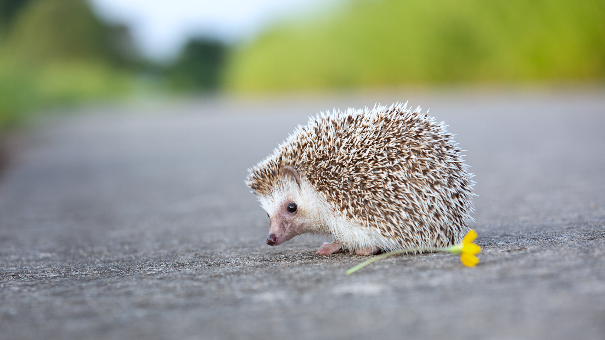 oldest hedgehog