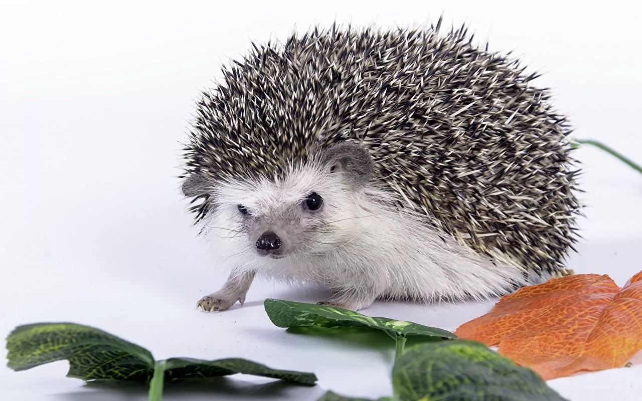 Desktop Wallpaper Hedgehogs Animals
