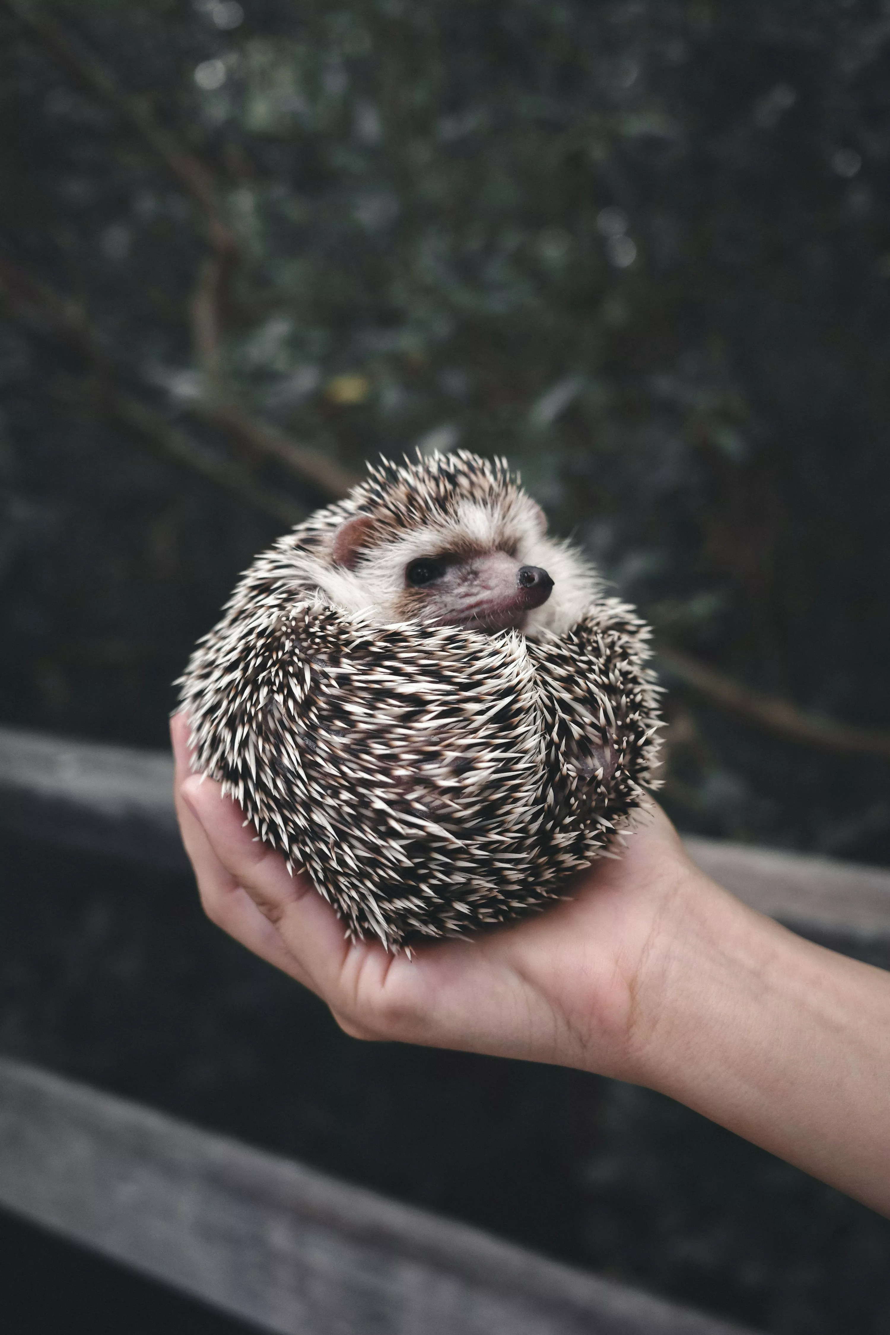 Hedgehog Picture. Download Free