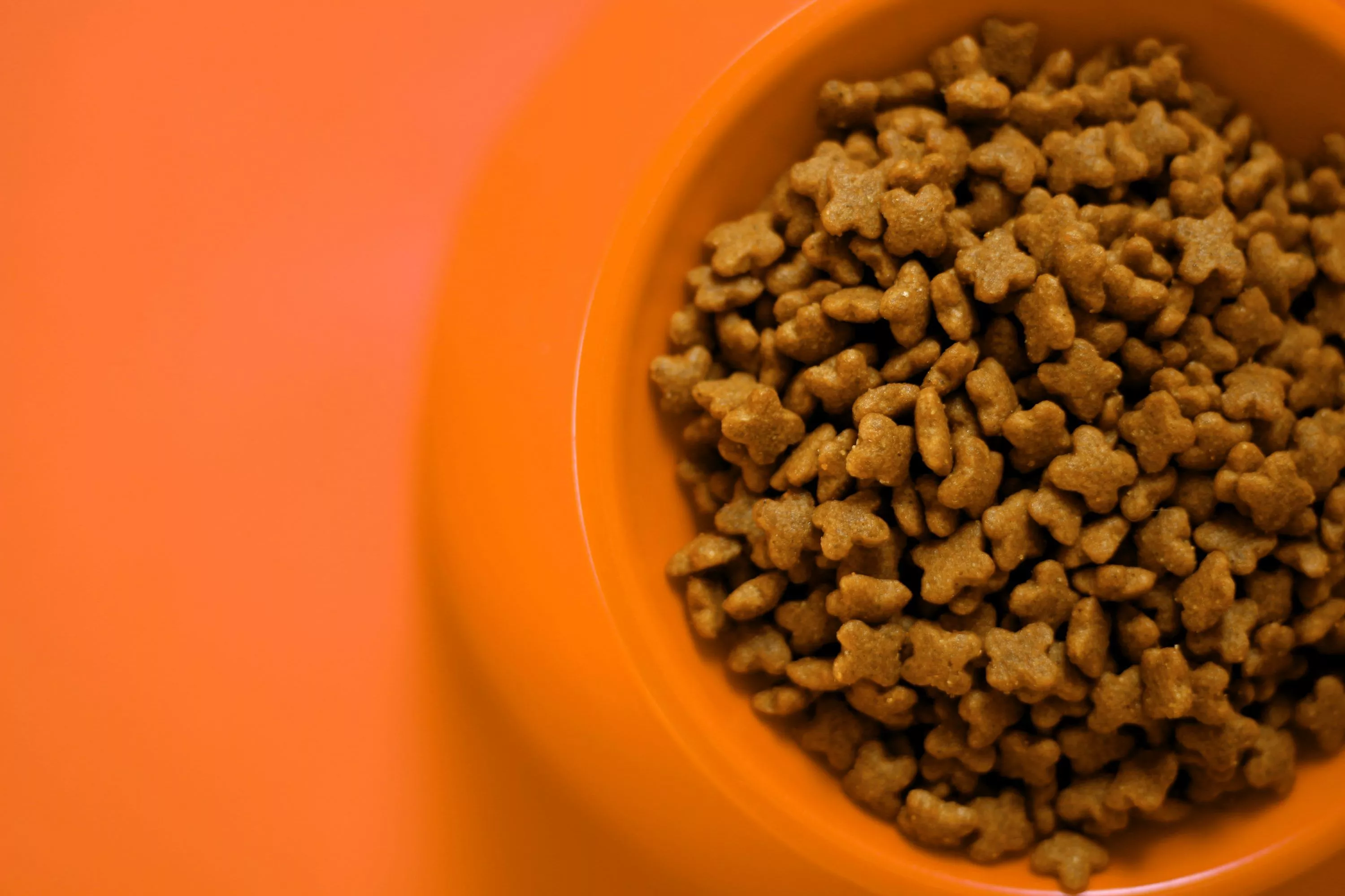 Dog Food Bowl Picture. Download Free