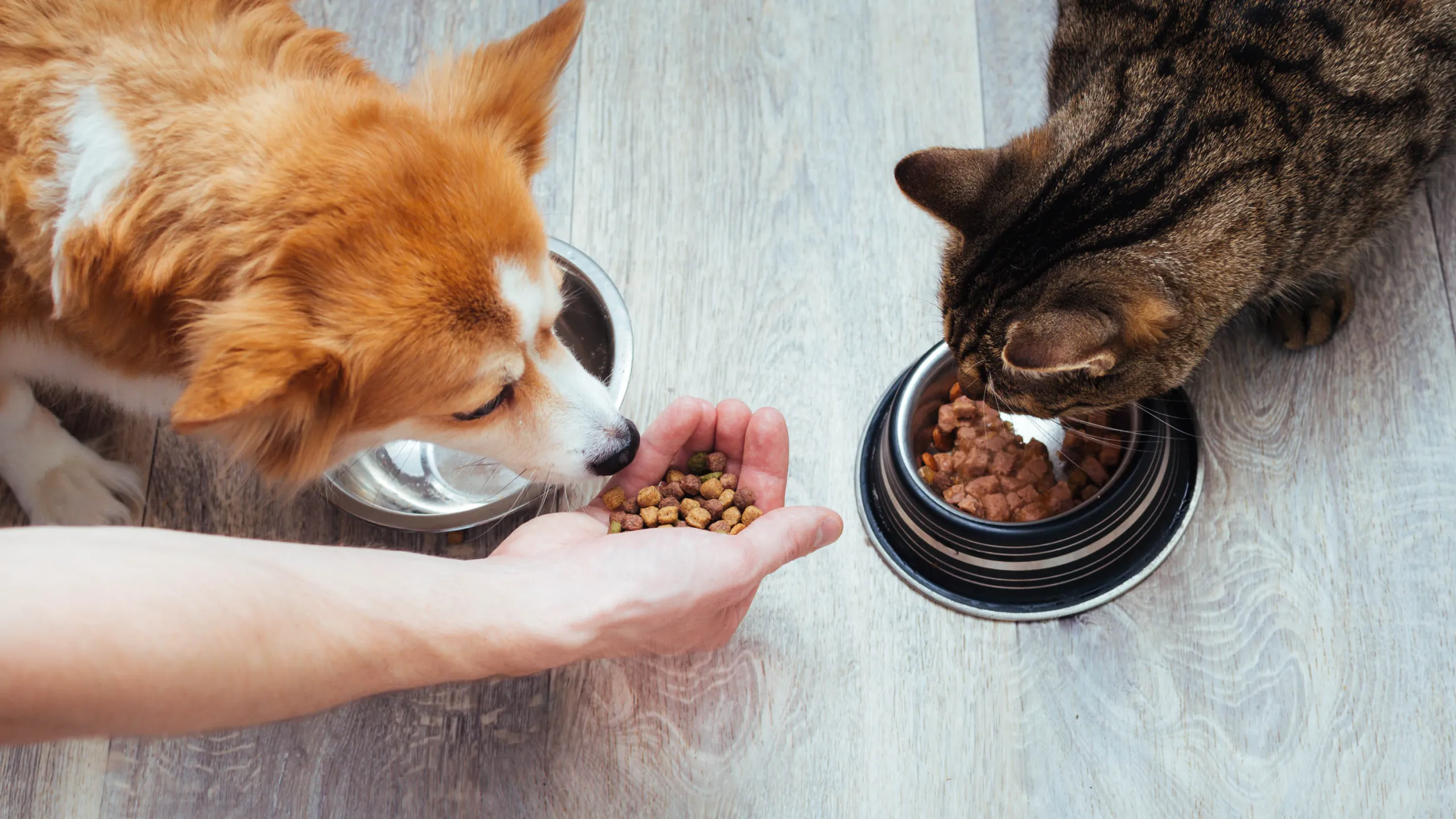 Taste Testing Their Pet's Food