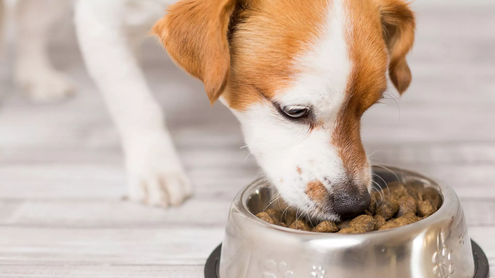 Plant Based Pet Food