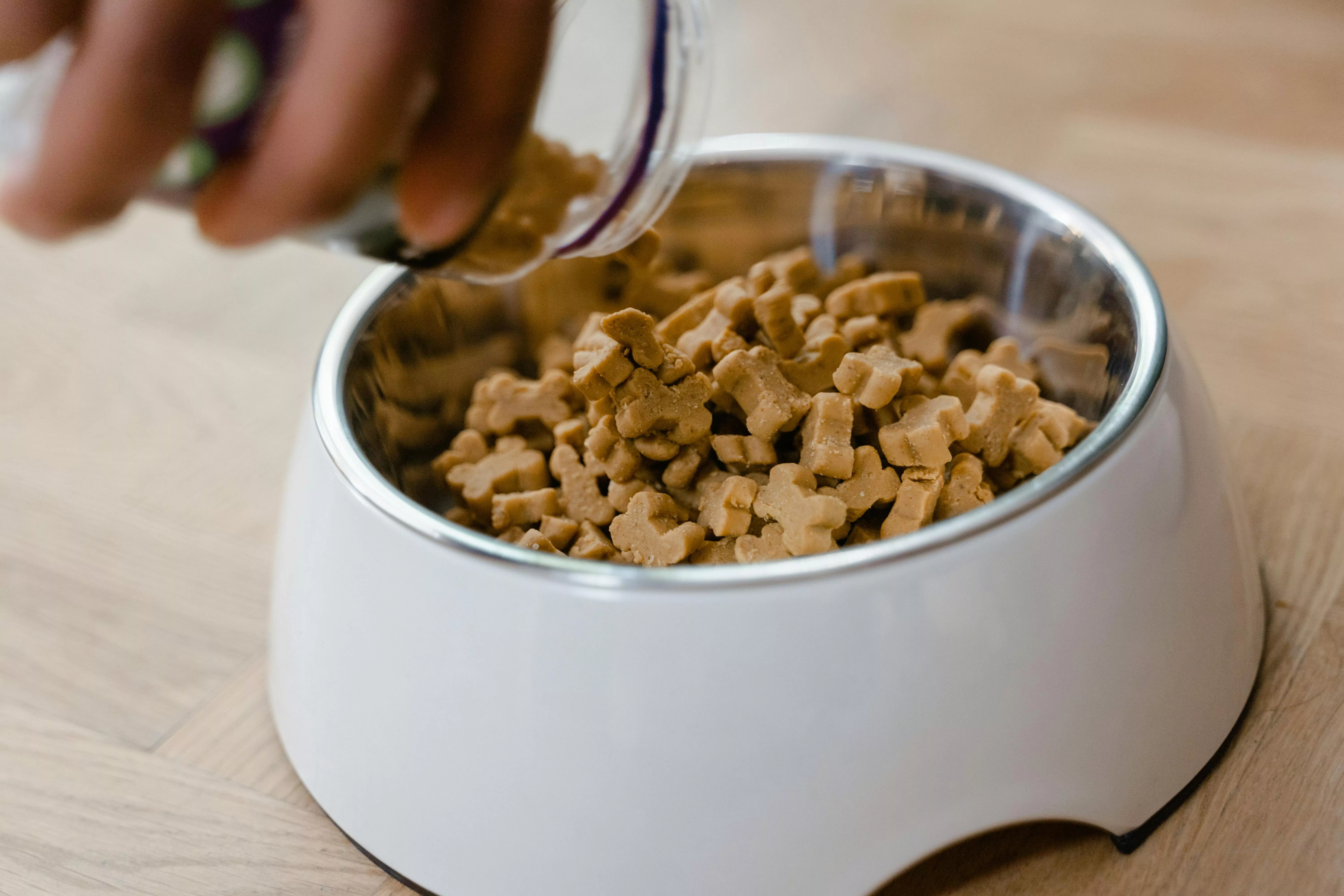 Hand Putting Dog Treats on Bowl · Free