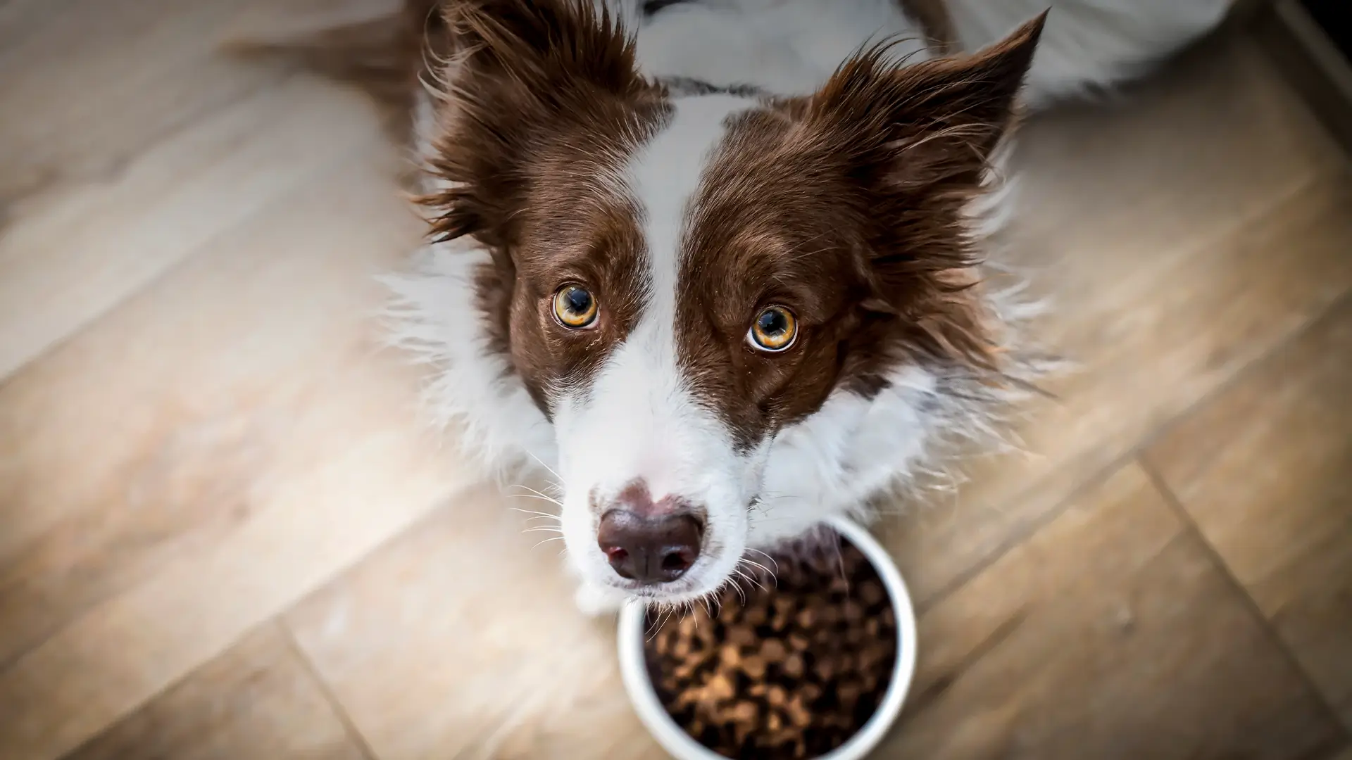 Essential ingredients in dog food
