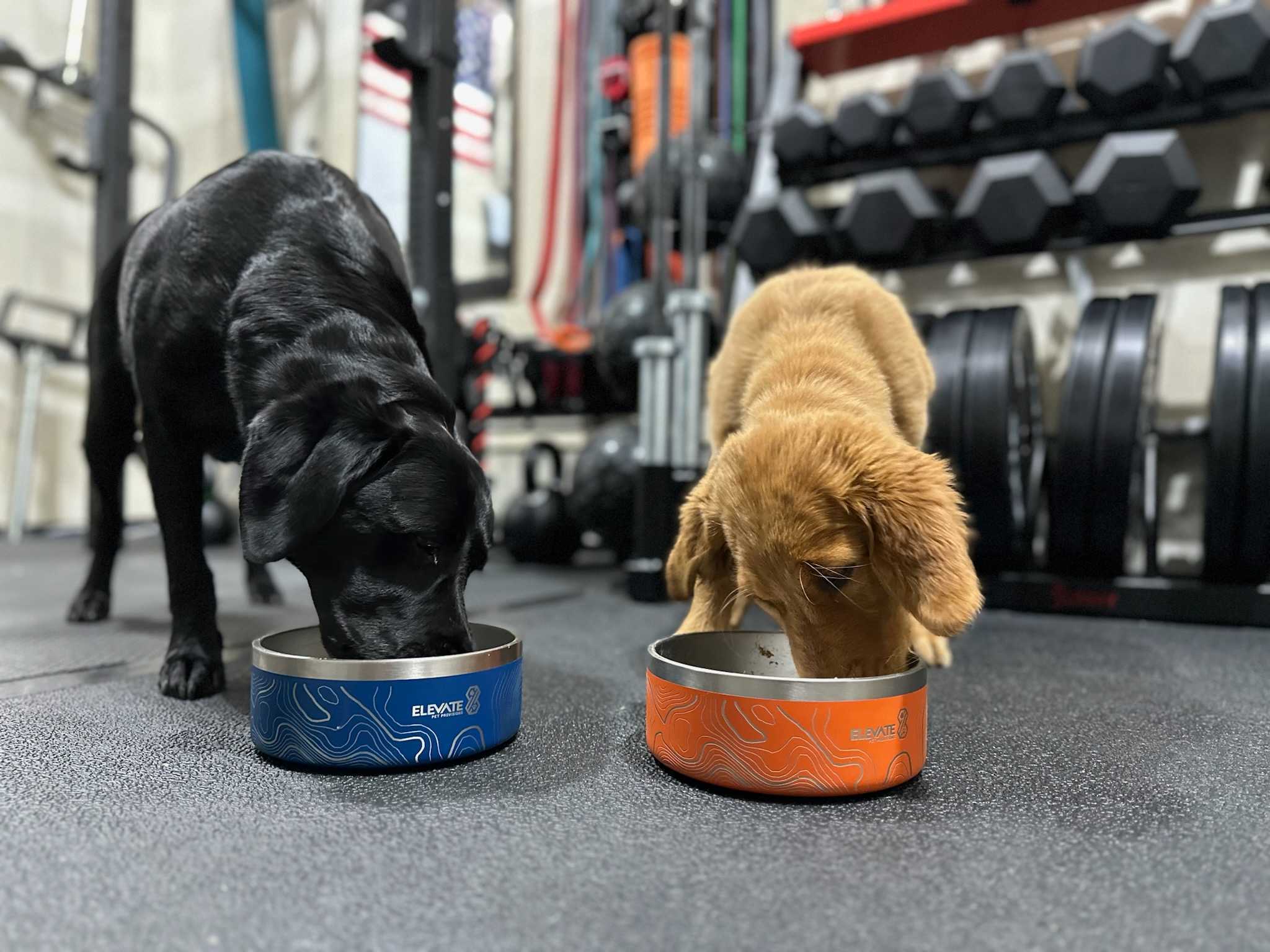 Is Air Dried Dog Food Right For My Dog