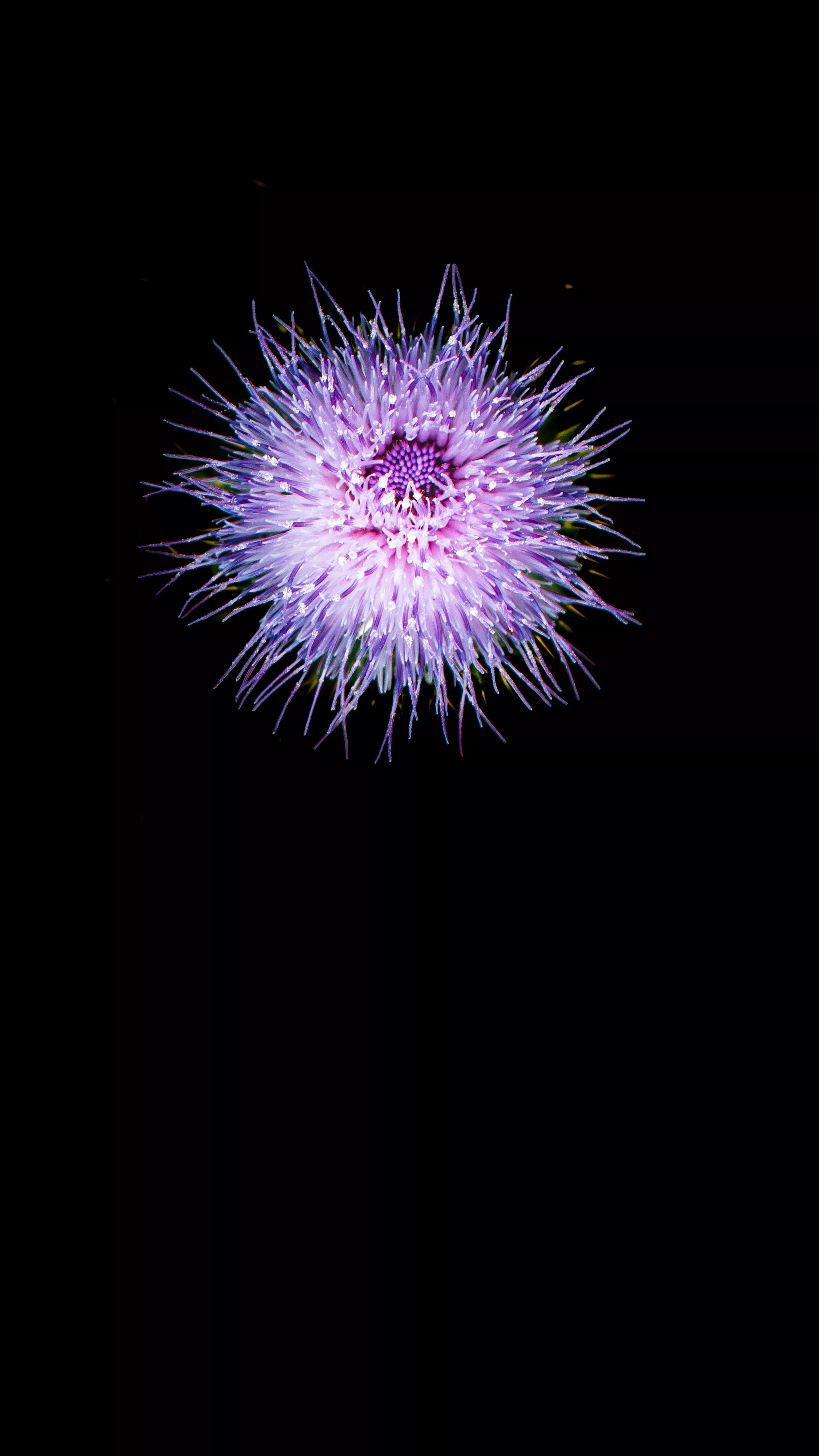 Amoled Wallpaper