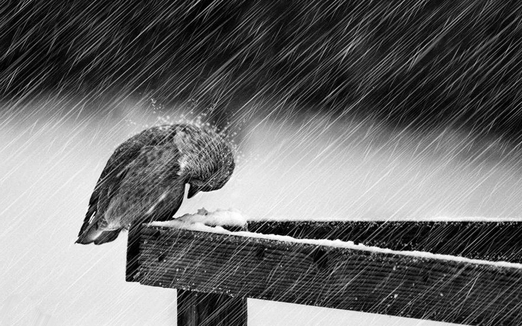 Bird in the Storm HD Wallpaper