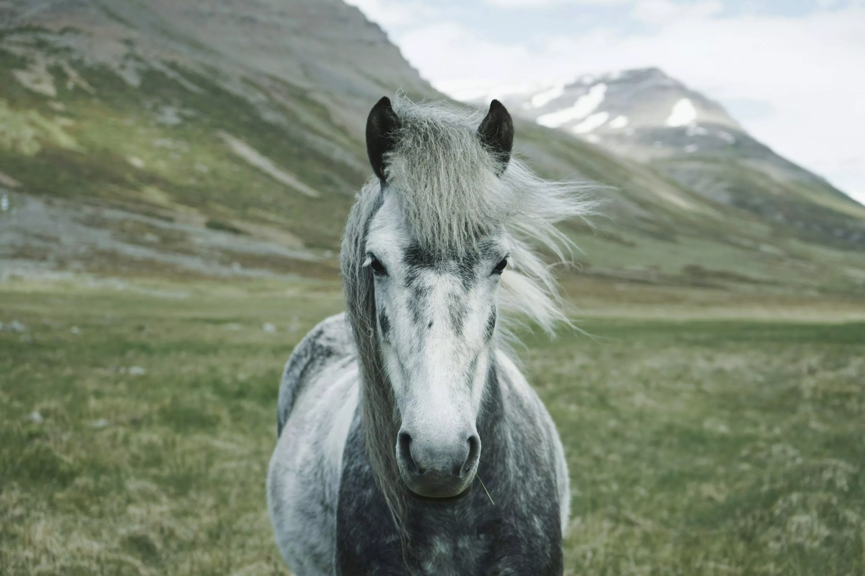 Icelandic Horse Picture. Download