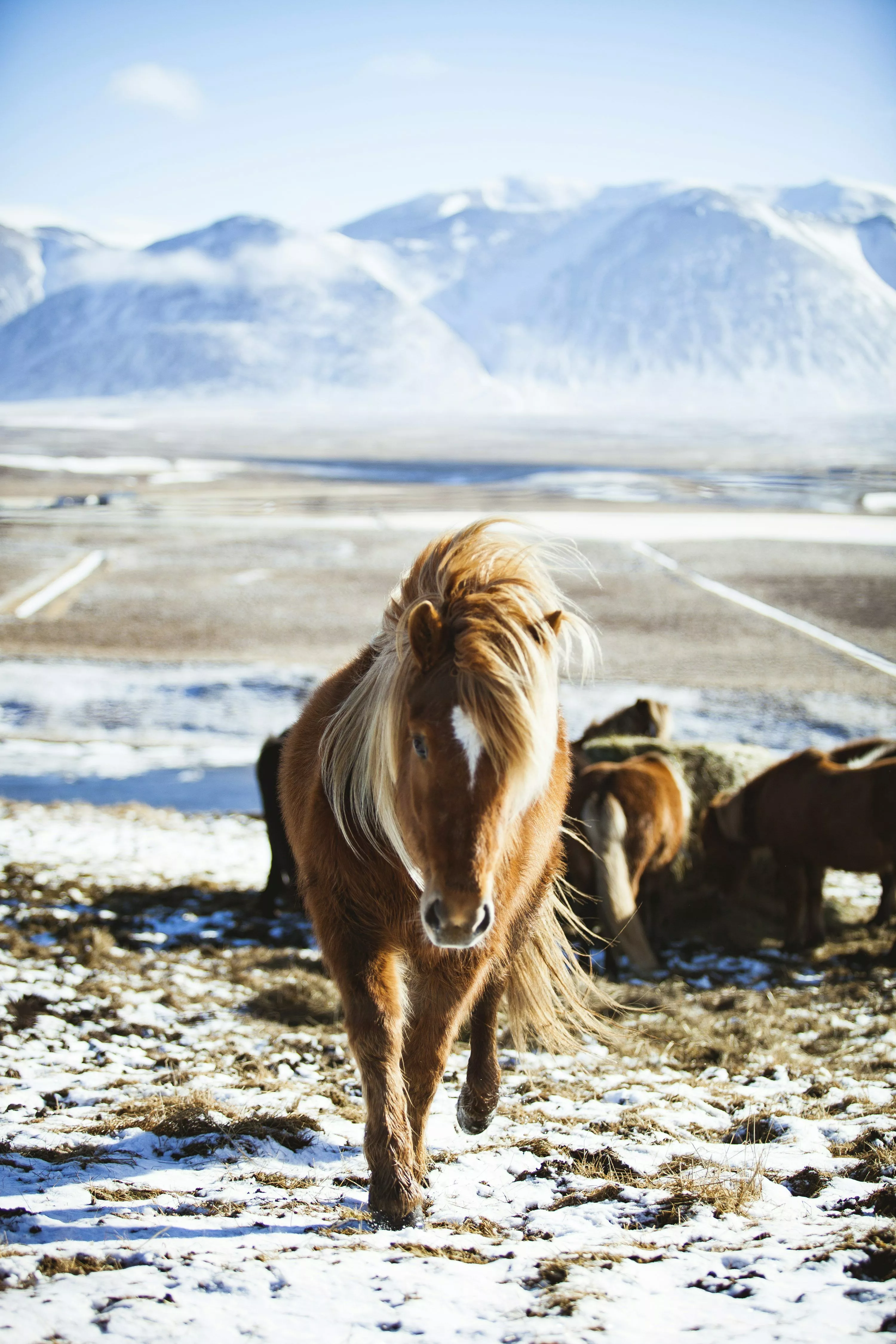 Icelandic Horse Picture. Download