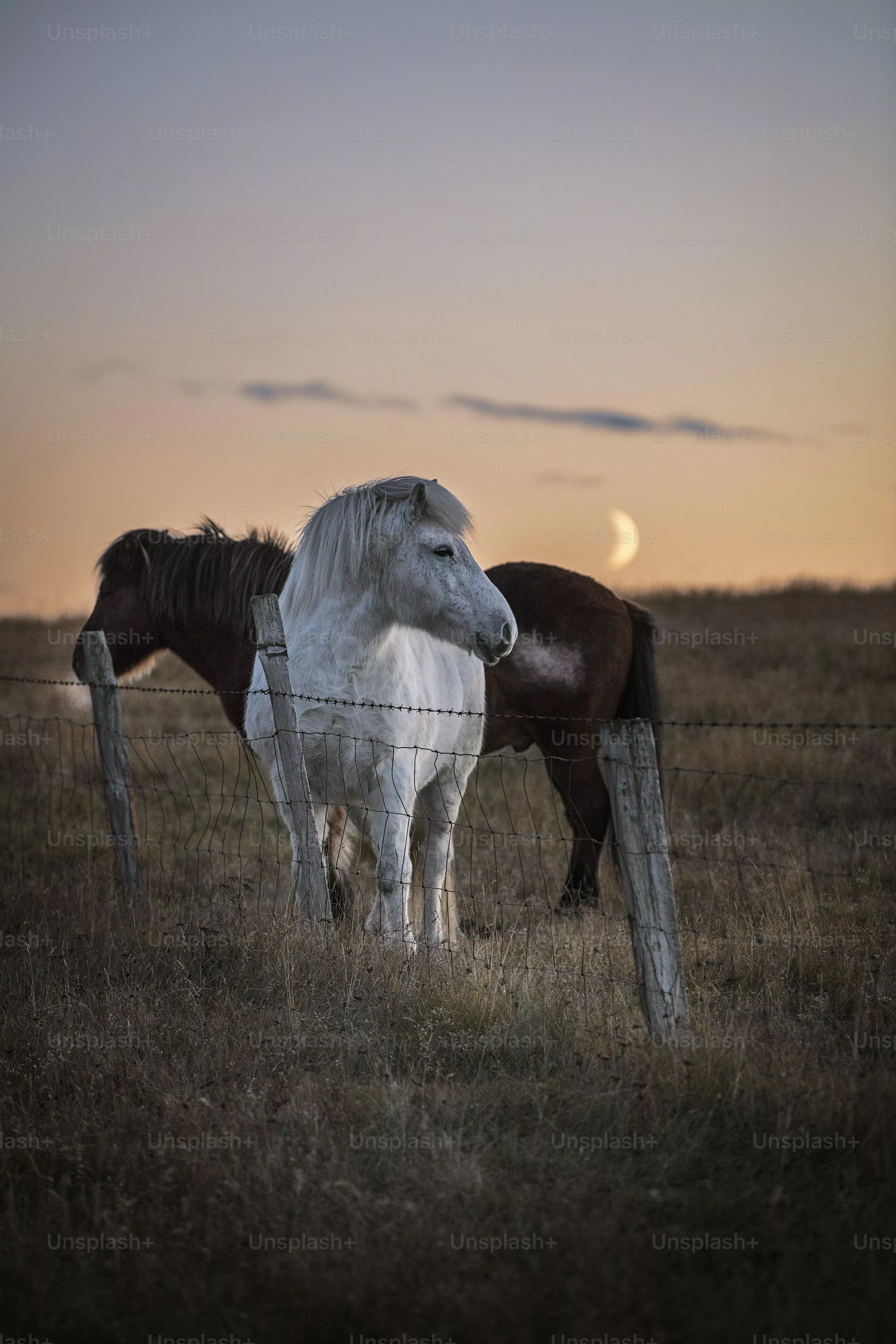 Icelandic Horse Picture. Download