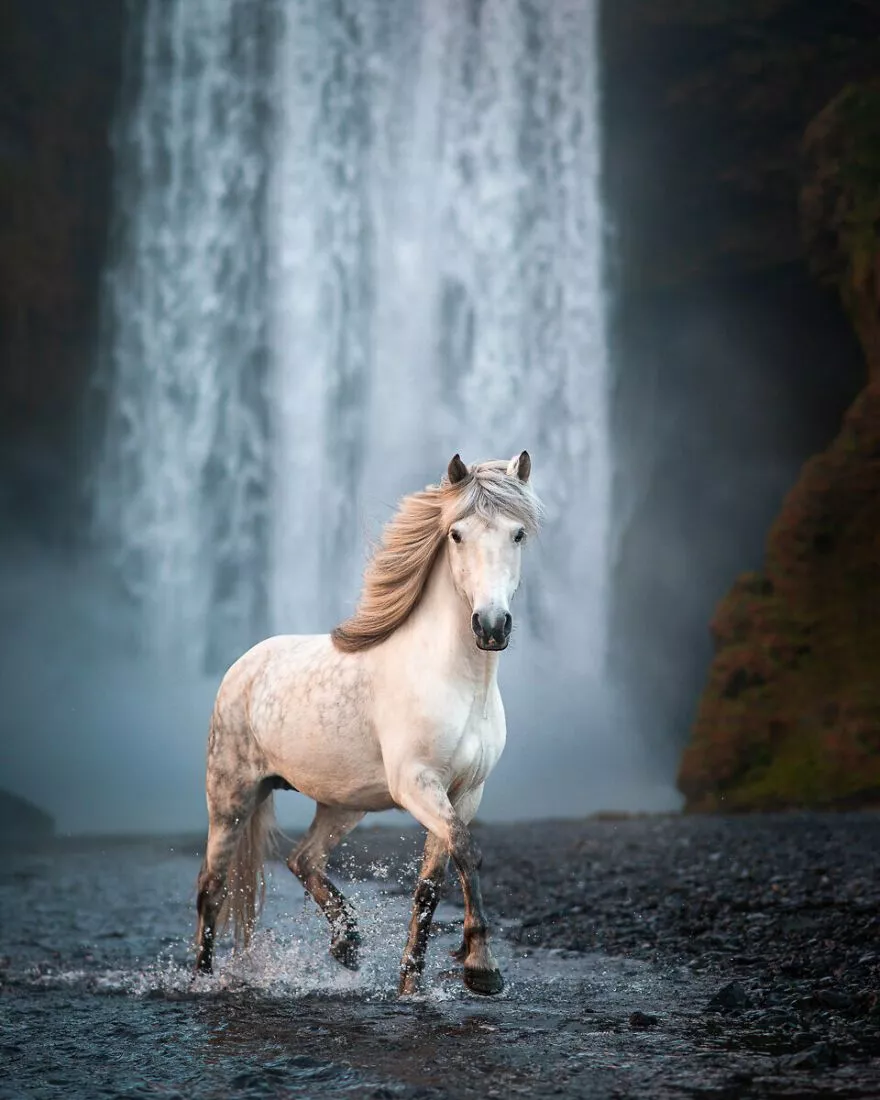 Majestic Horse Photographs Captured