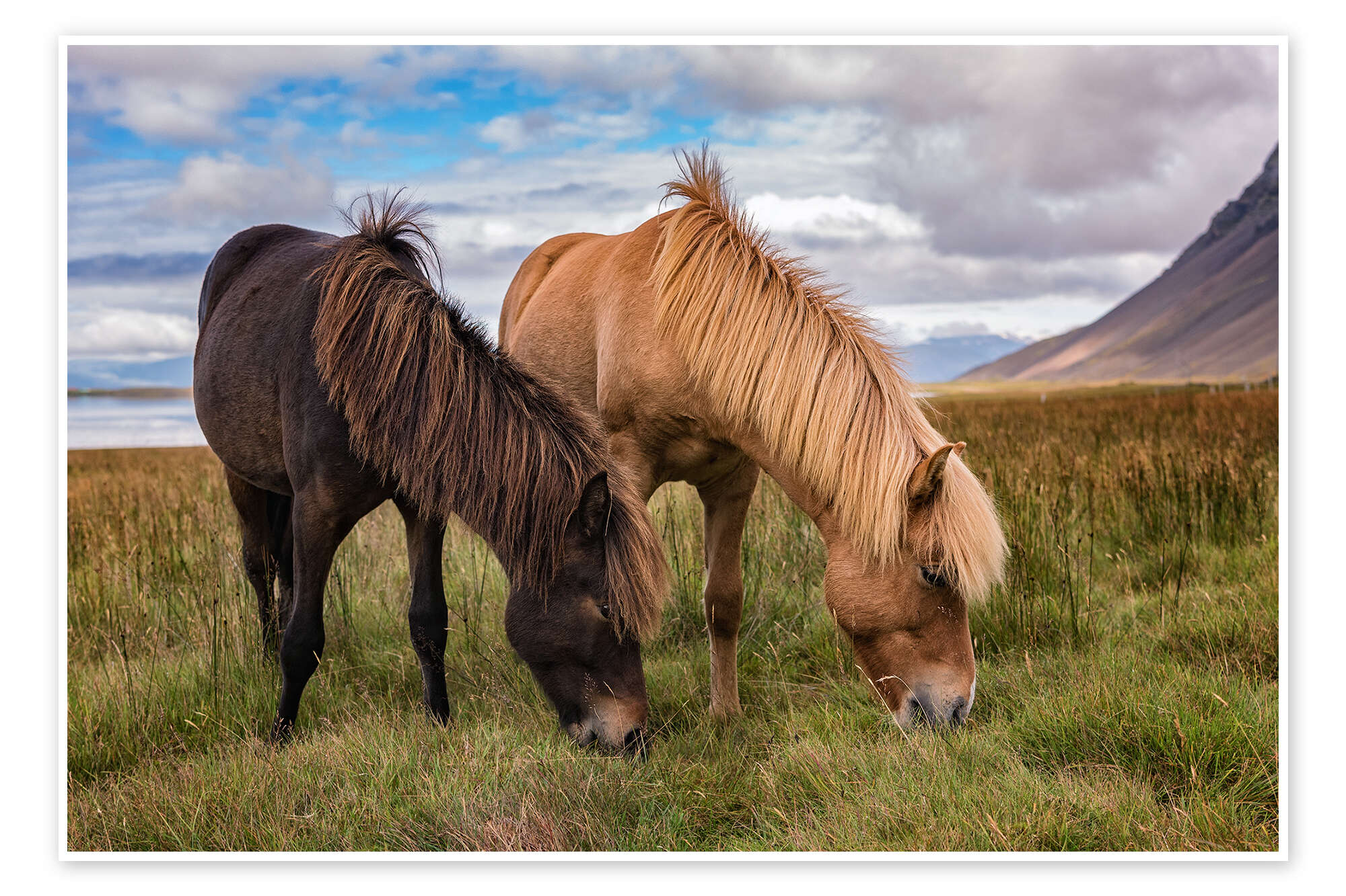 Icelandic horses print by André Wandrei