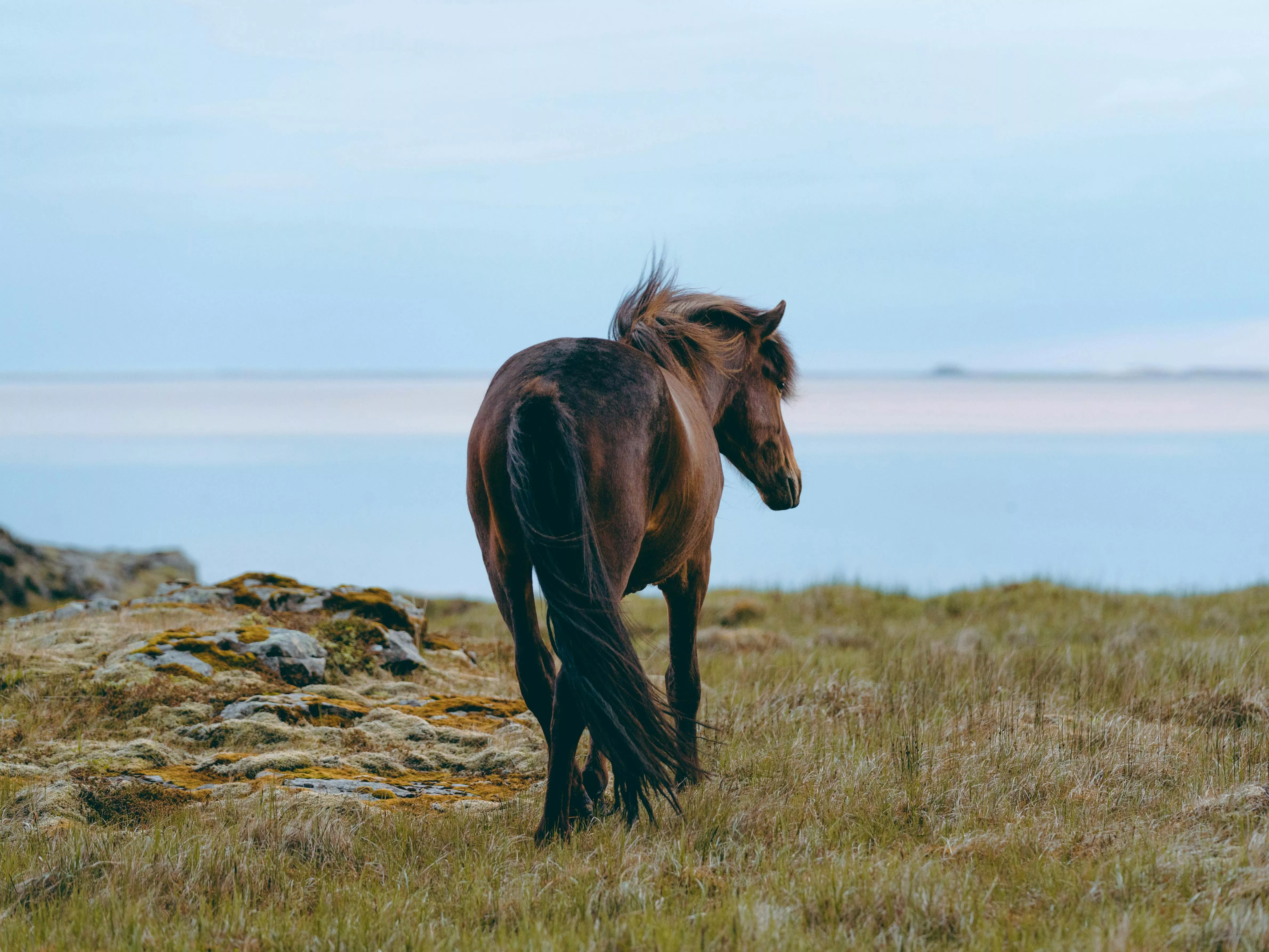 Icelandic Horse Photo, Download