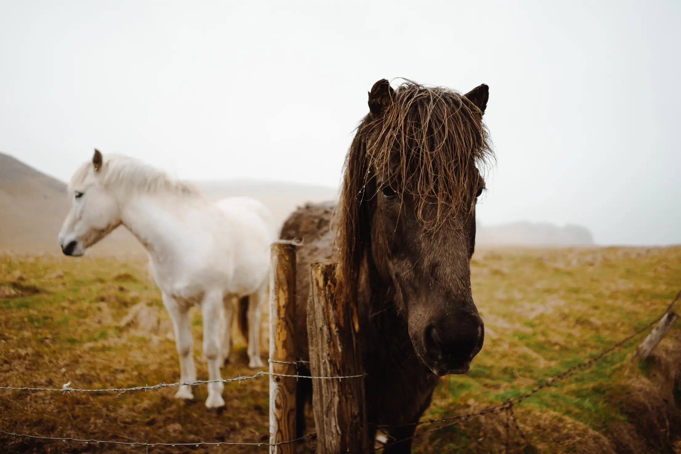 Icelandic Horses. Free Nature Image