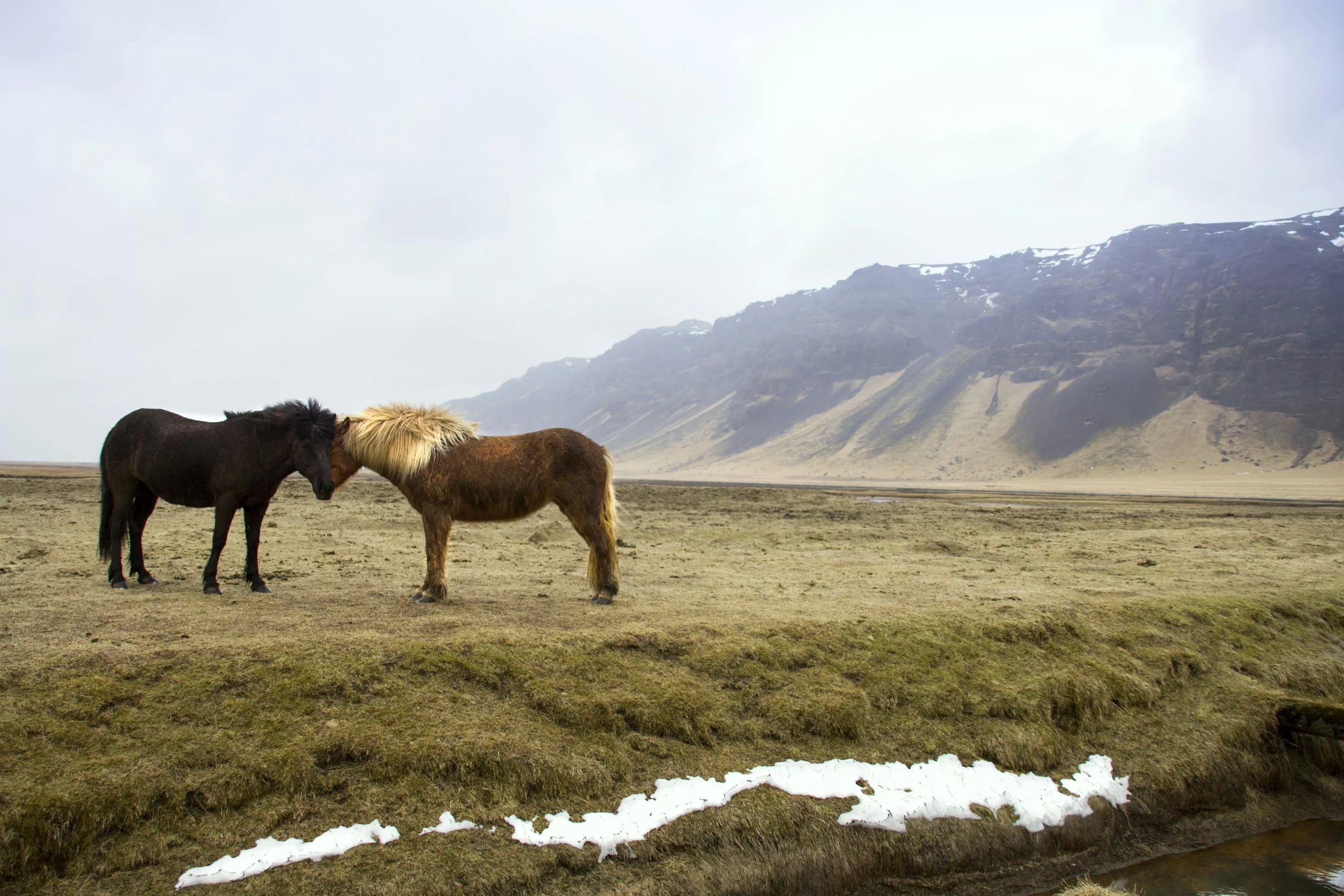 Icelandic Horse Picture. Download