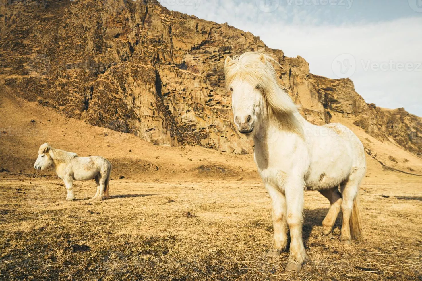 Icelandic Horse Image