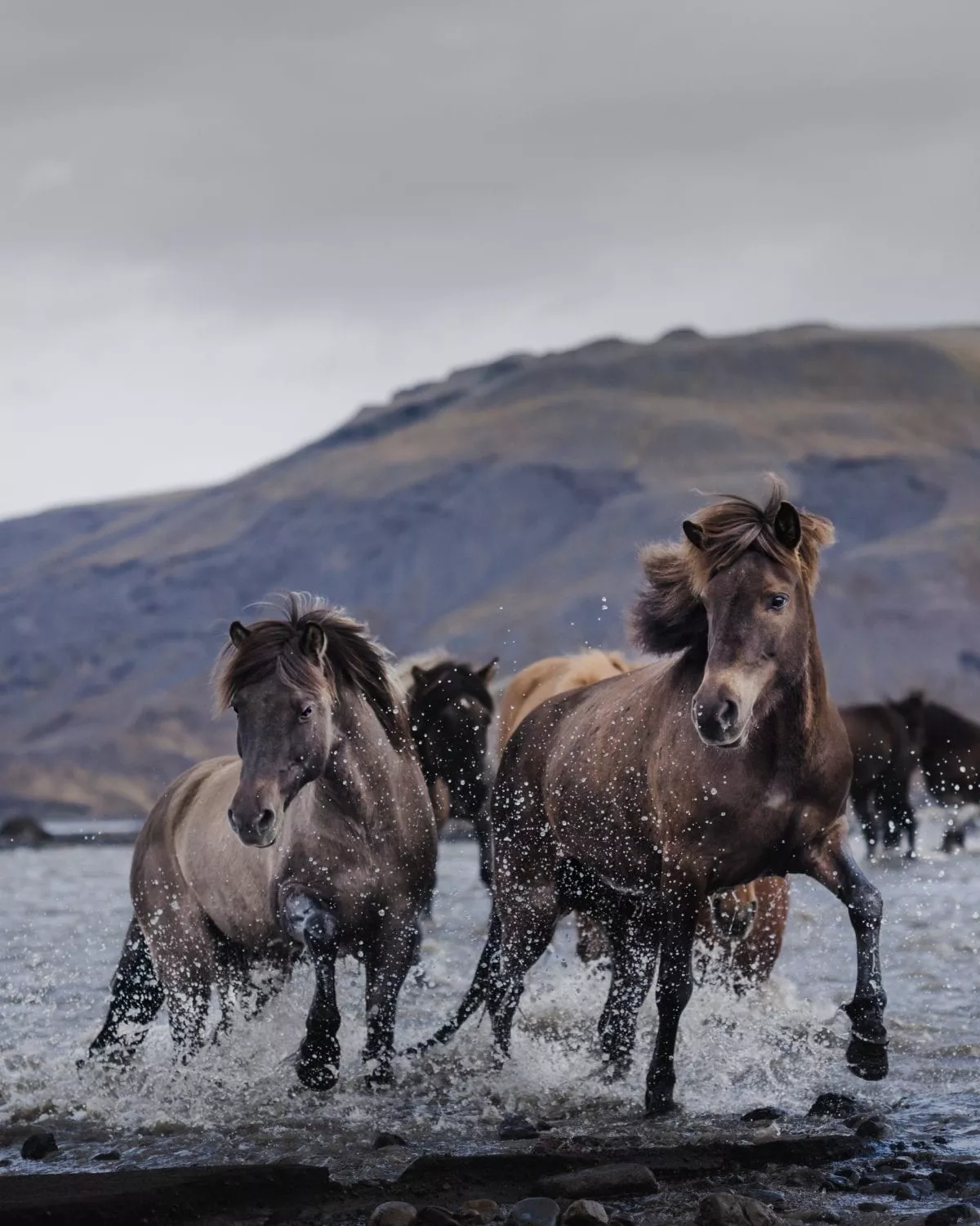 The development of the Icelandic horse