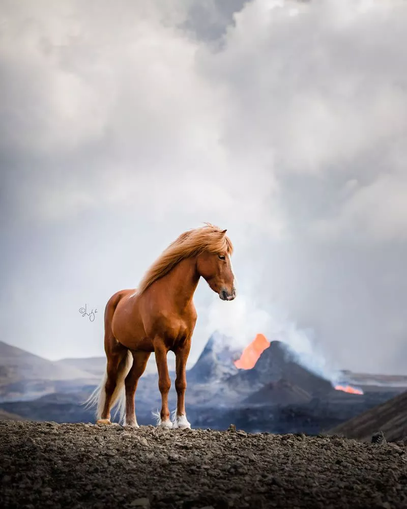 Photos Of Horses In Icelandic Landscapes