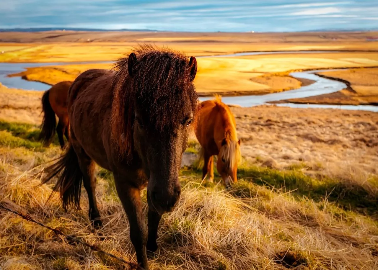Iceland Horses Herd