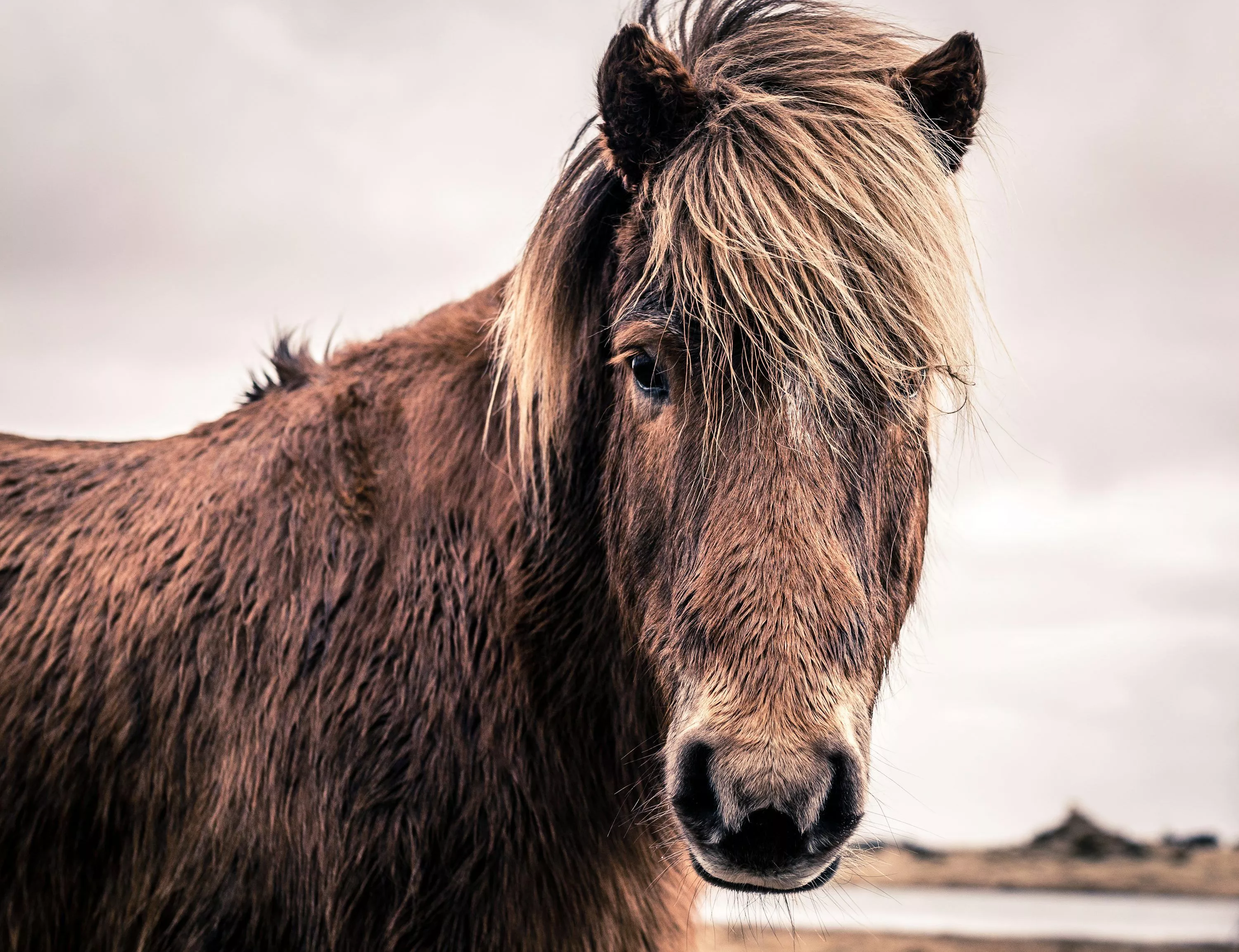 Icelandic Horse Picture. Download