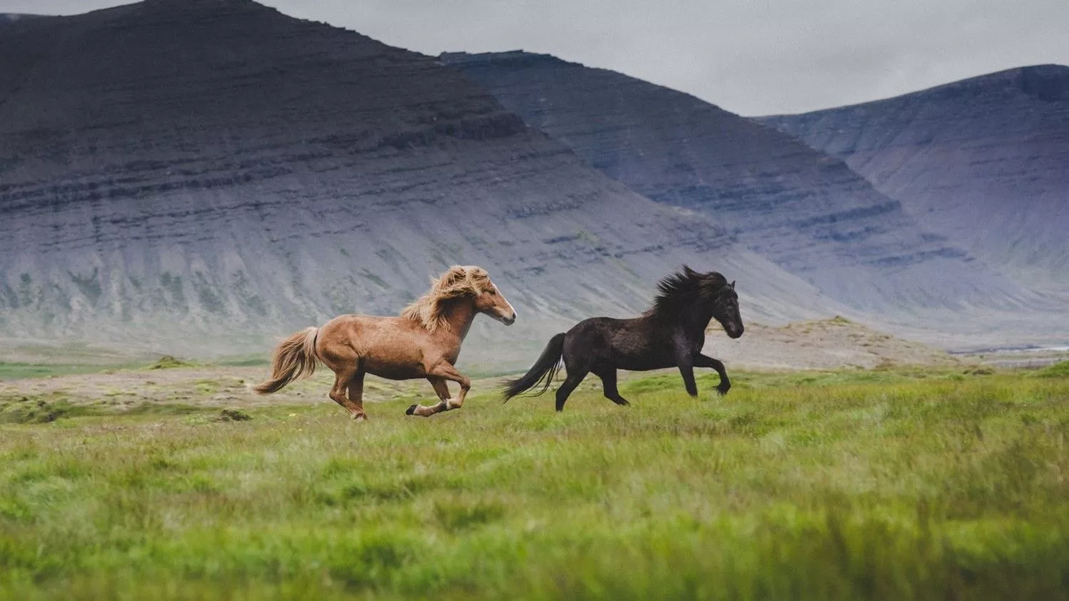Icelandic horses: Everything you need
