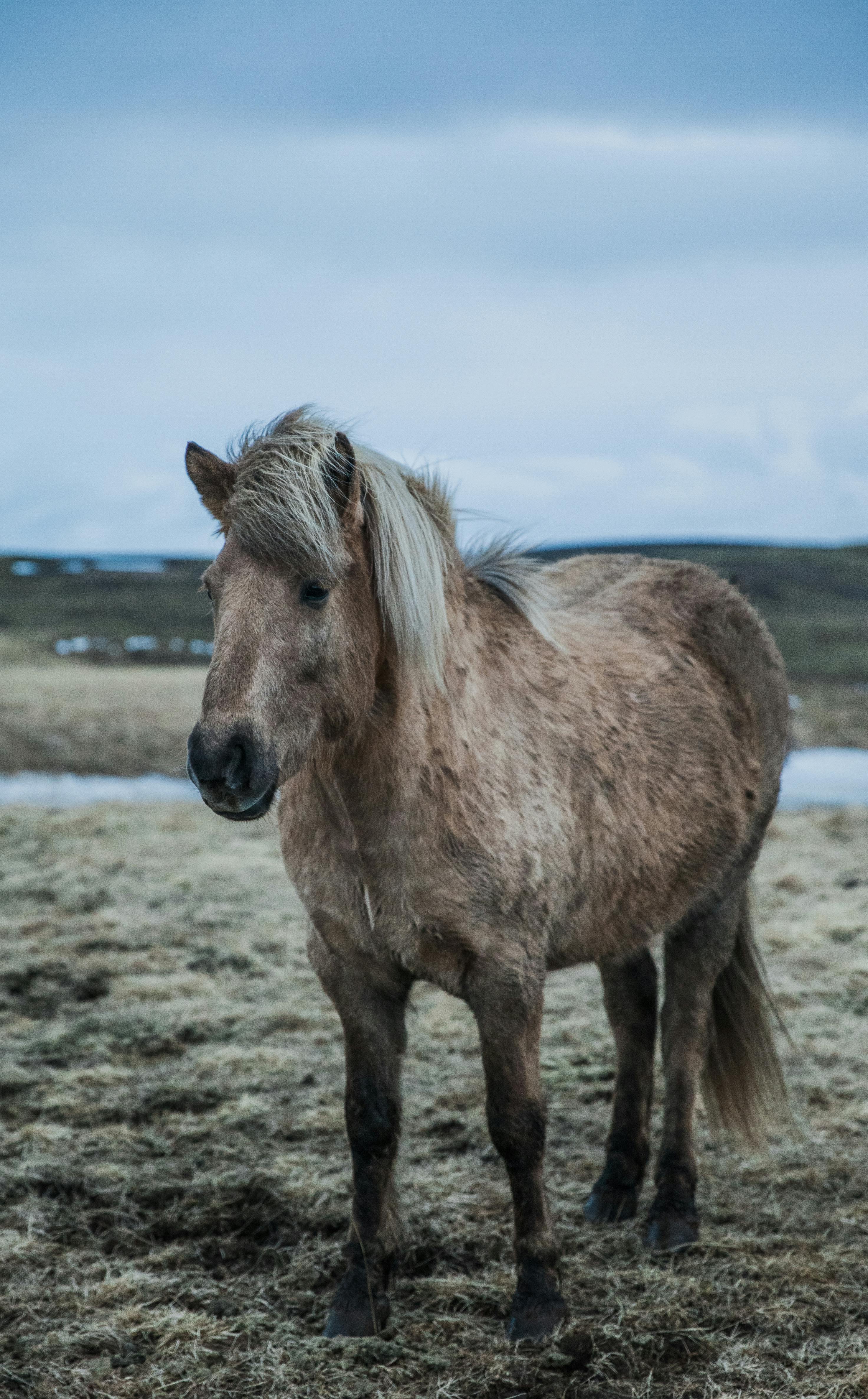Icelandic Horse Photo, Download